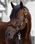 Stallhalfter Satin Shine in Schwarz am Pferd