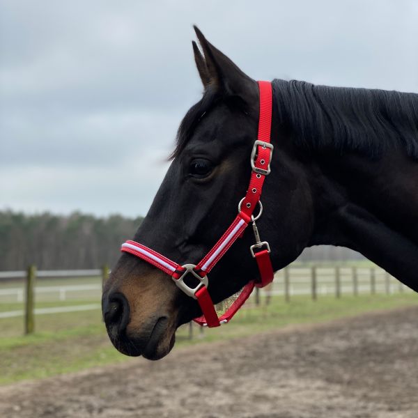 Dreamlight Luminous LED Headcollar in red