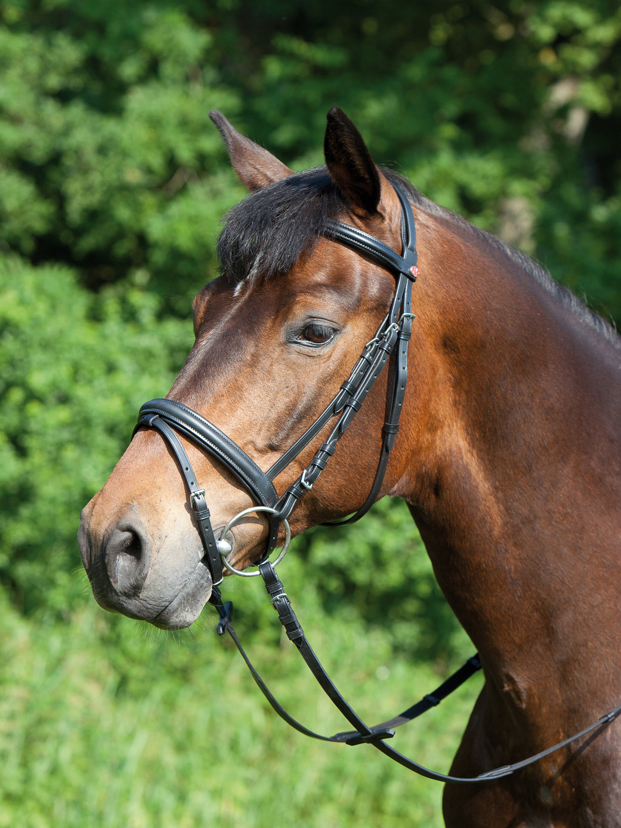 Trense Ergonomic Line in Schwarz mit Chrombeschlägen am Pferd