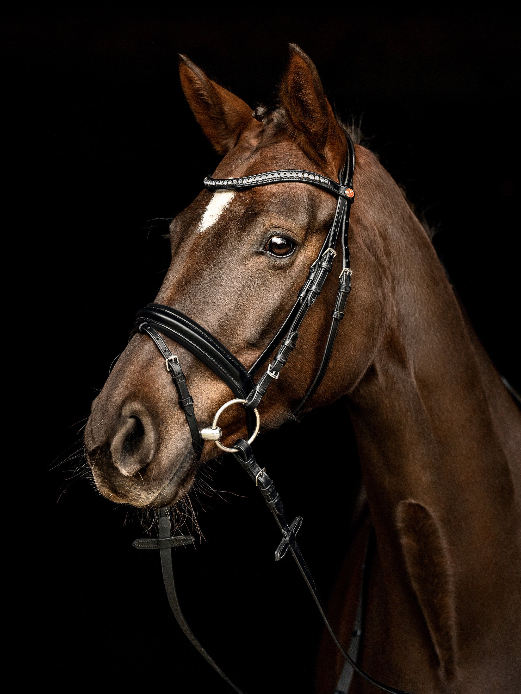 Trense Comfort Lyon in Schwarz mit Chrombeschlägen am Pferd