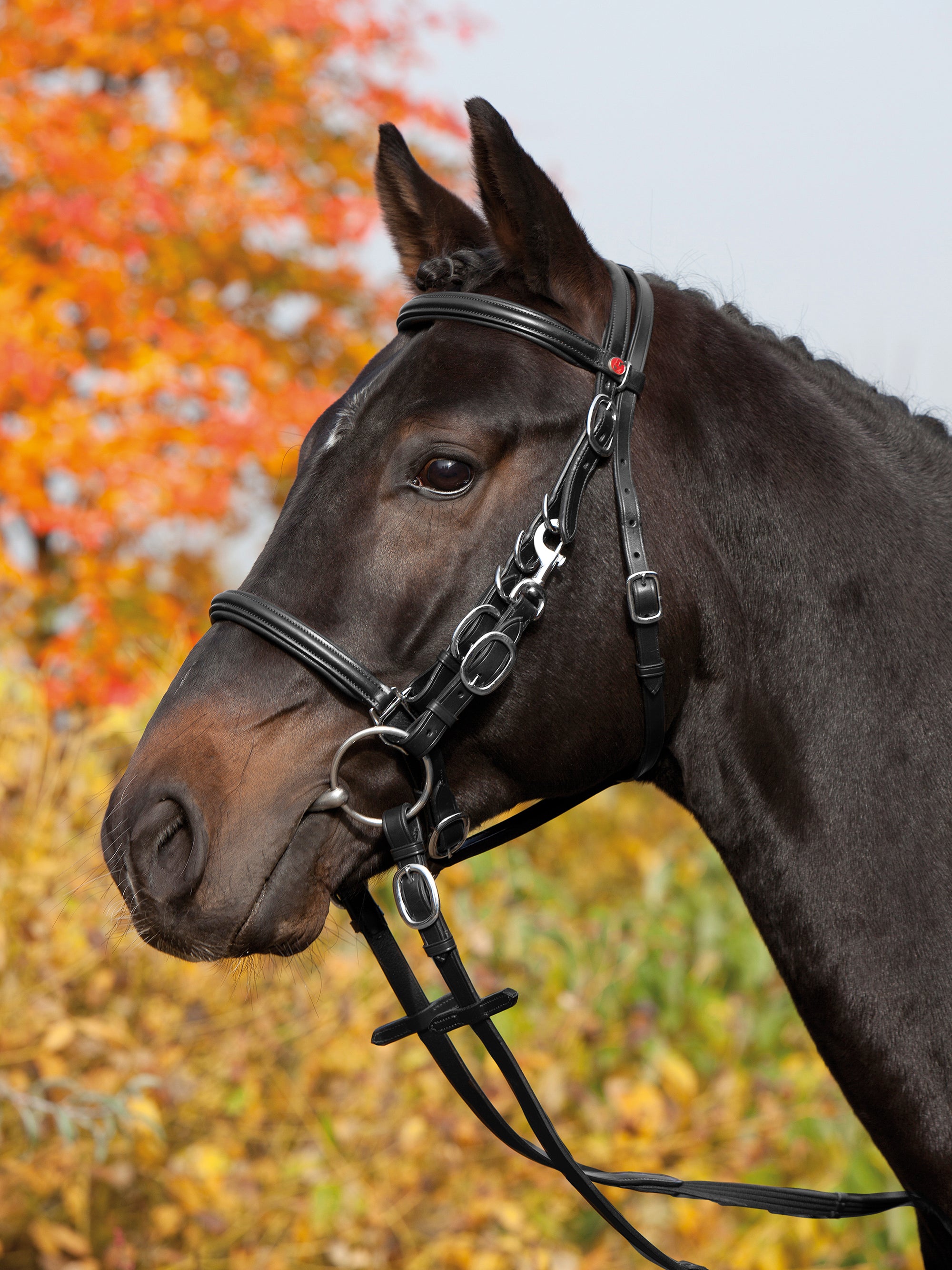 Wanderzaum Kieffer's Trail mit abnehmbarem Backenstück in Schwarz mit Chrombeschlägen am Pferd