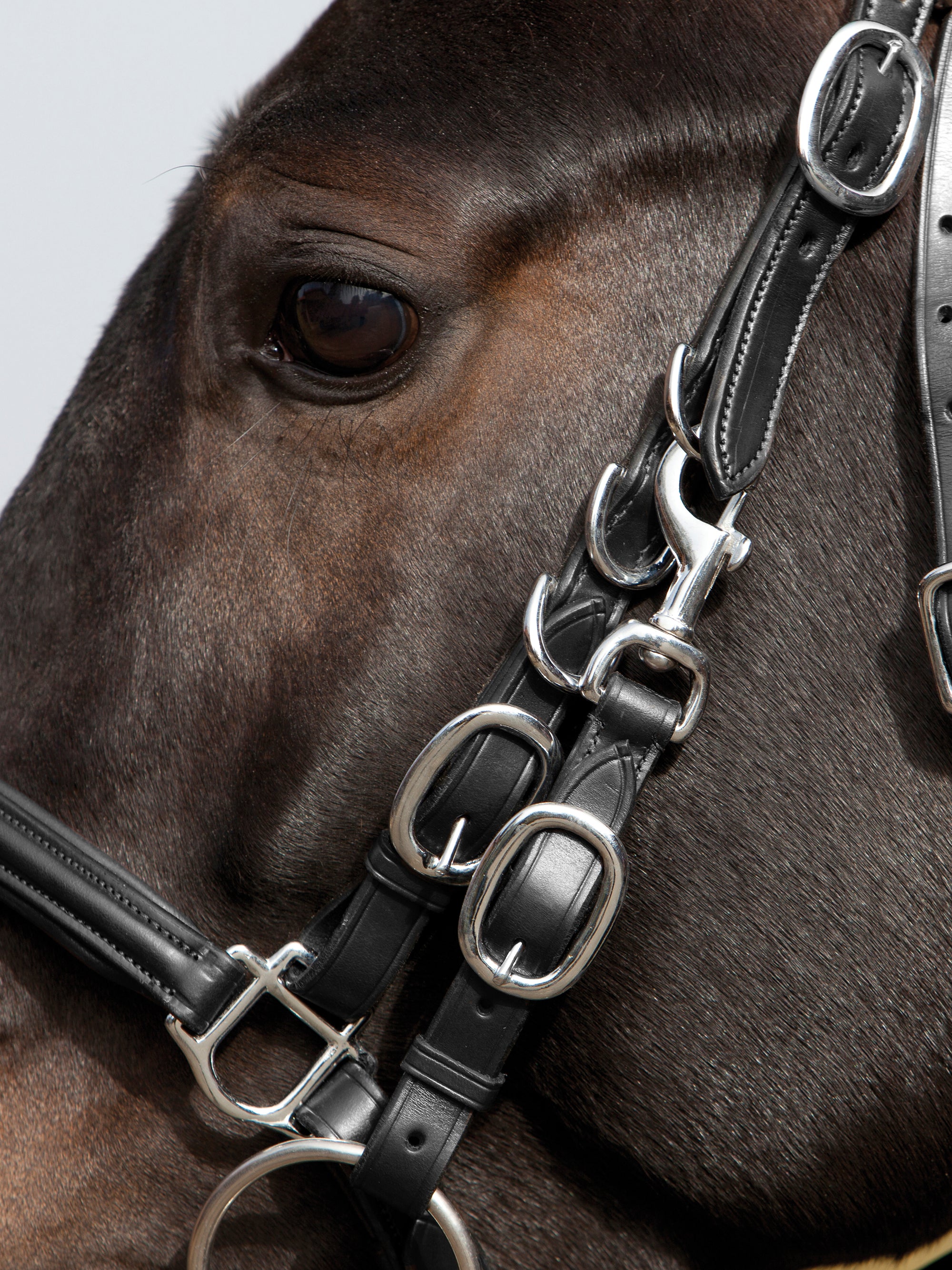 Detailfoto Wanderzaum Kieffer's Trail am Pferd: Reithalfter und Backenstück mit Karabiner