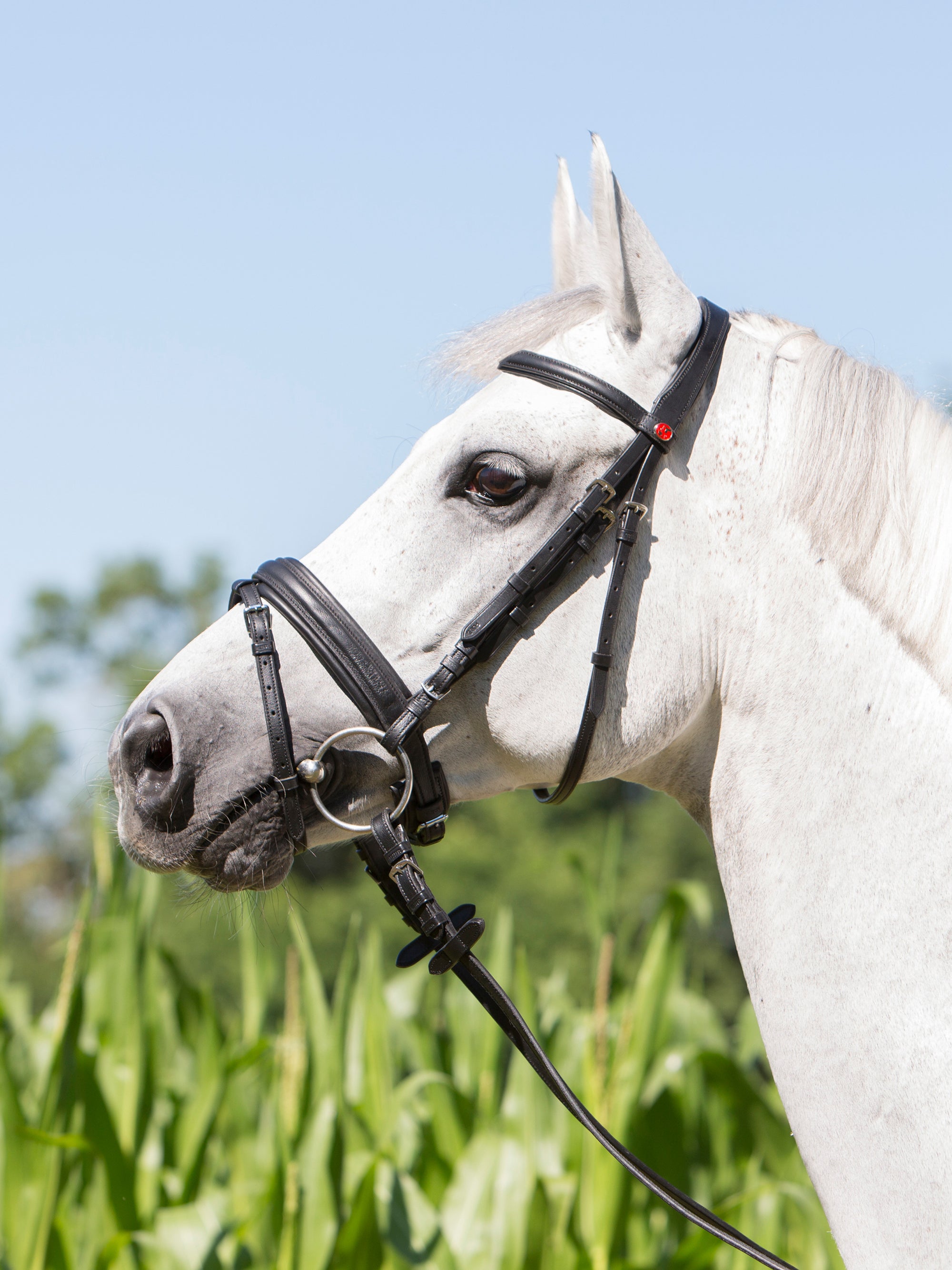 Trense Kieffer Ultrasoft® Economy in Schwarz mit Chrombeschlägen am Pferd