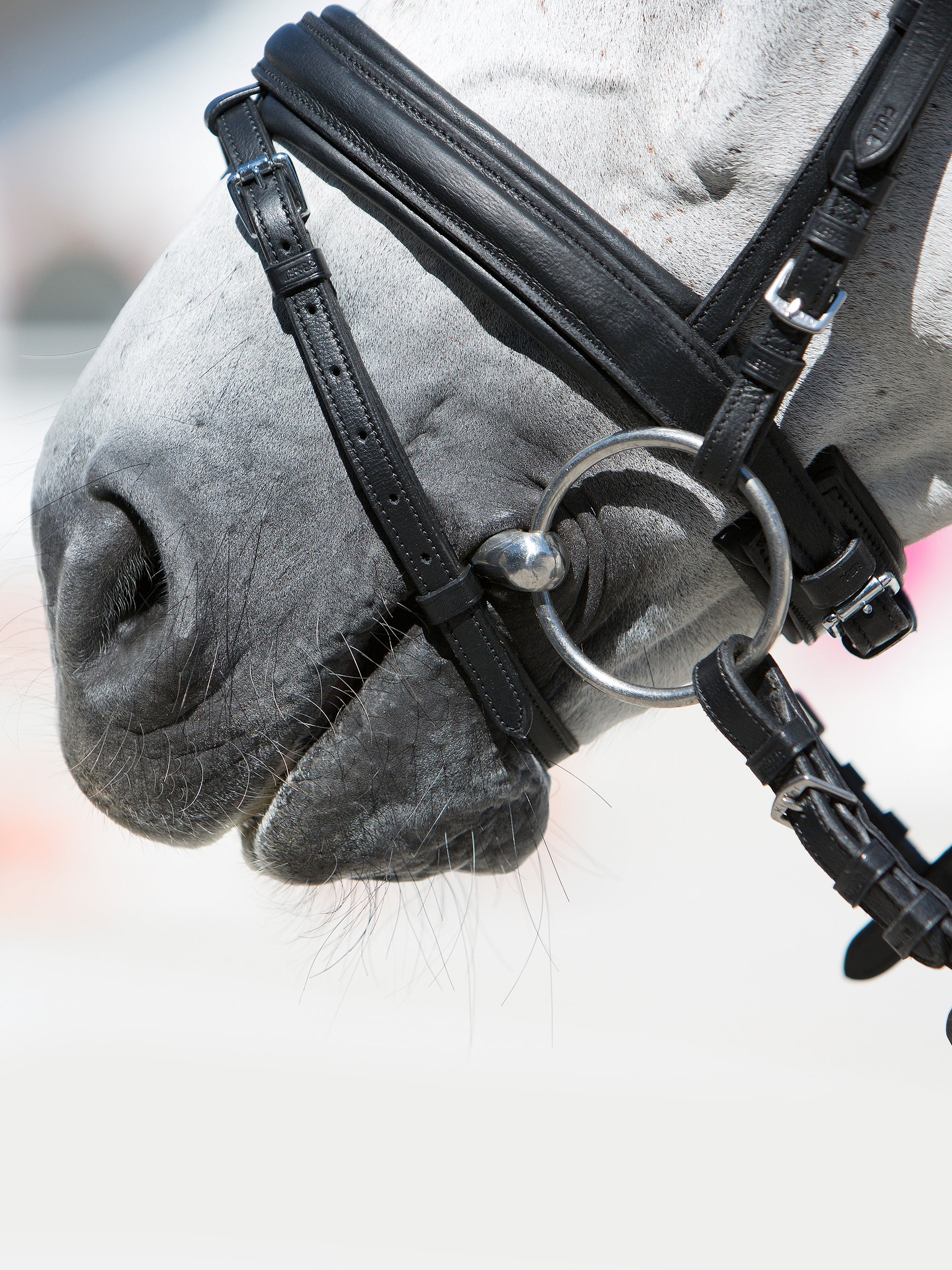 Detailfoto Trense Kieffer Ultrasoft® Economy in Schwarz mit Chrombeschlägen am Pferd: Reithalfter