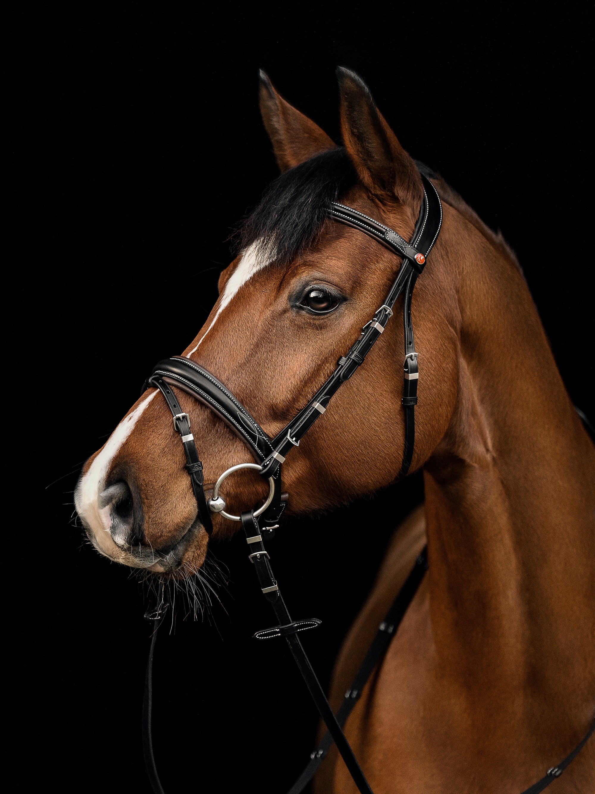 Trense Vera am Pferd