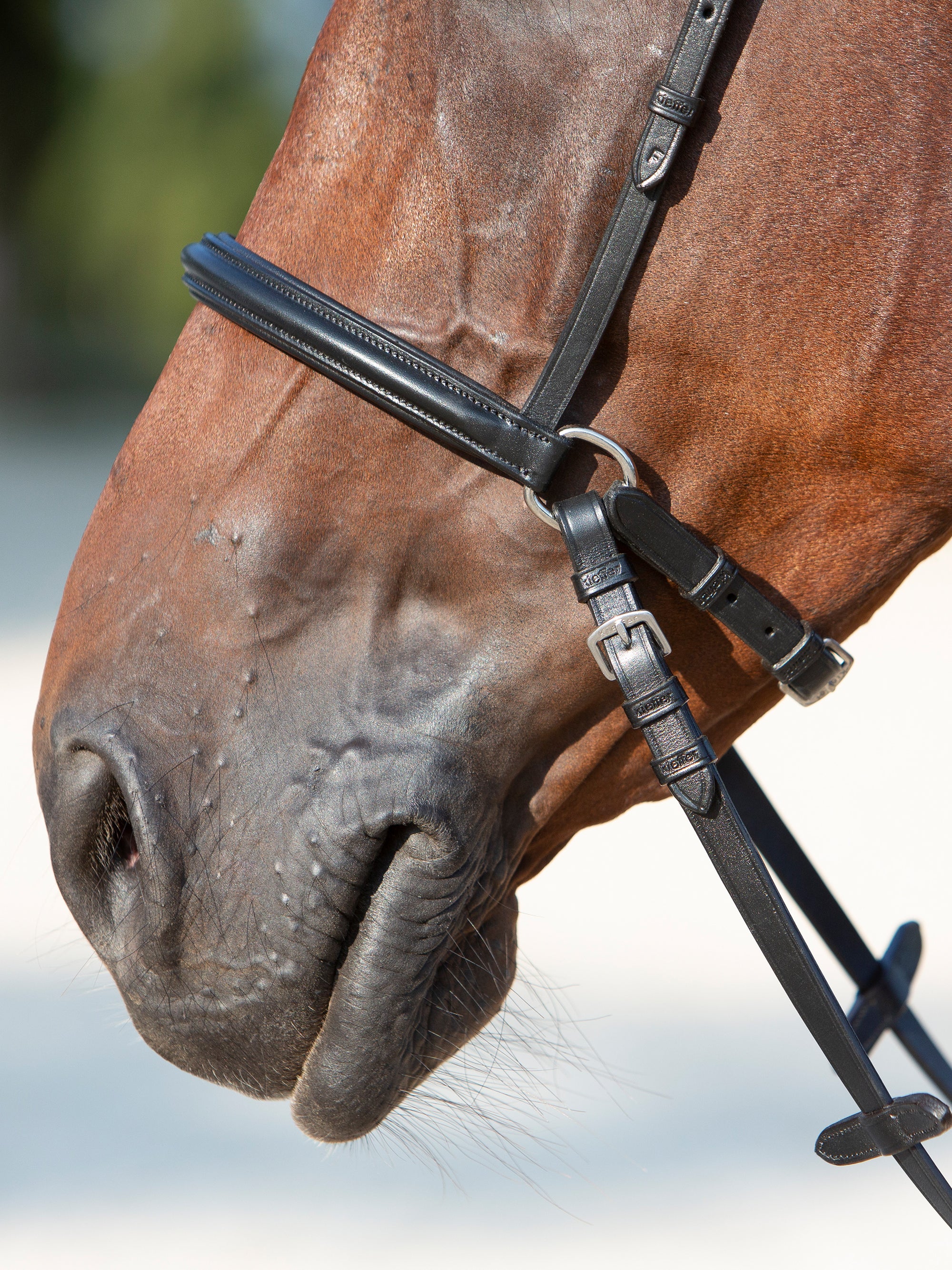 Detailfoto des Reithalfters vom gebisslosen Zaum Kieffer Ultrasoft® Kendra am Pferd