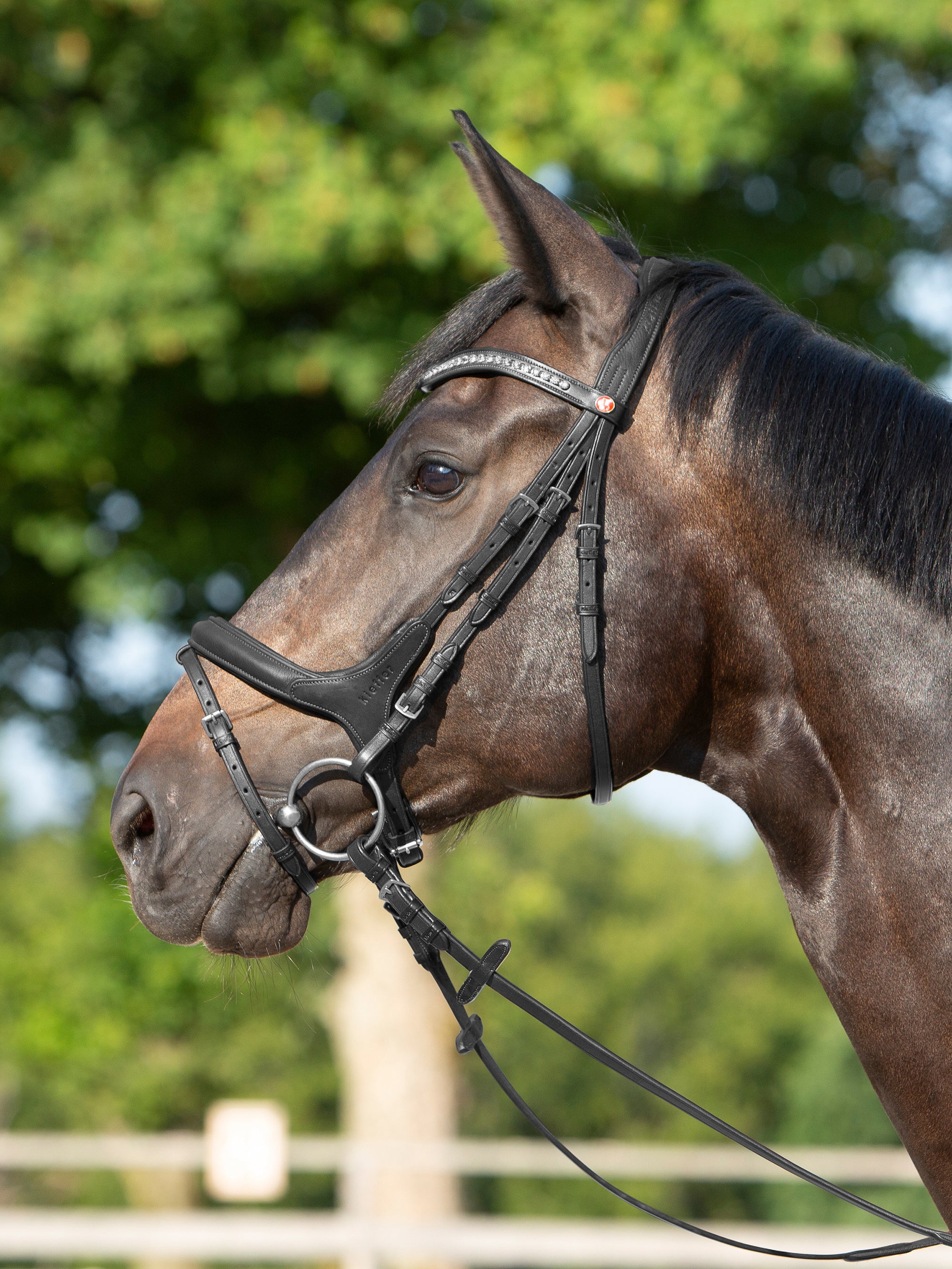 Trense Kieffer Ultrasoft® Celia in Schwarz mit Chrombeschlägen am Pferd