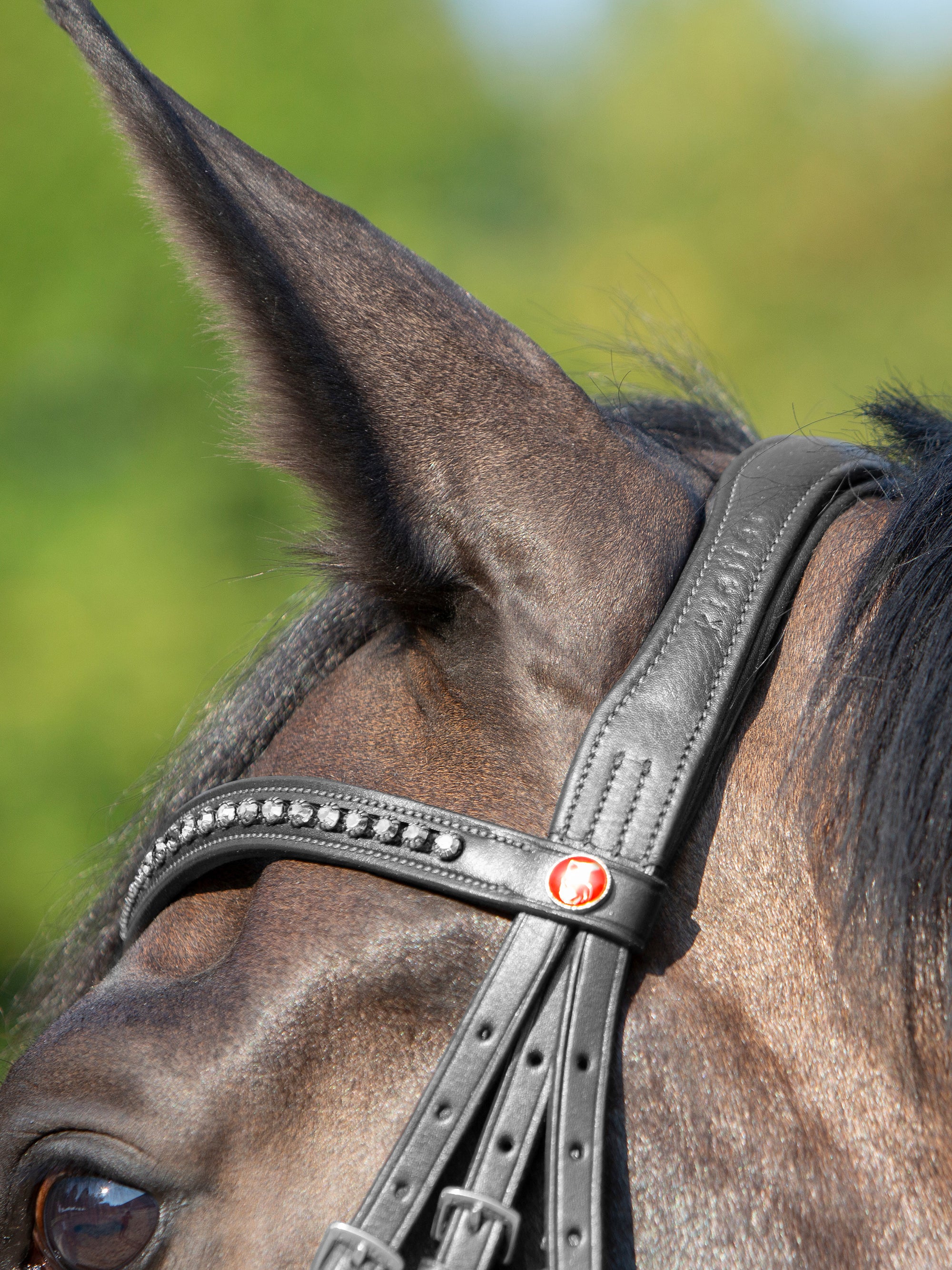 Detailfoto Trense Kieffer Ultrasoft® Celia in Schwarz mit Chrombeschlägen am Pferd: Genickstück und Stirnband mit weißen Kristallen