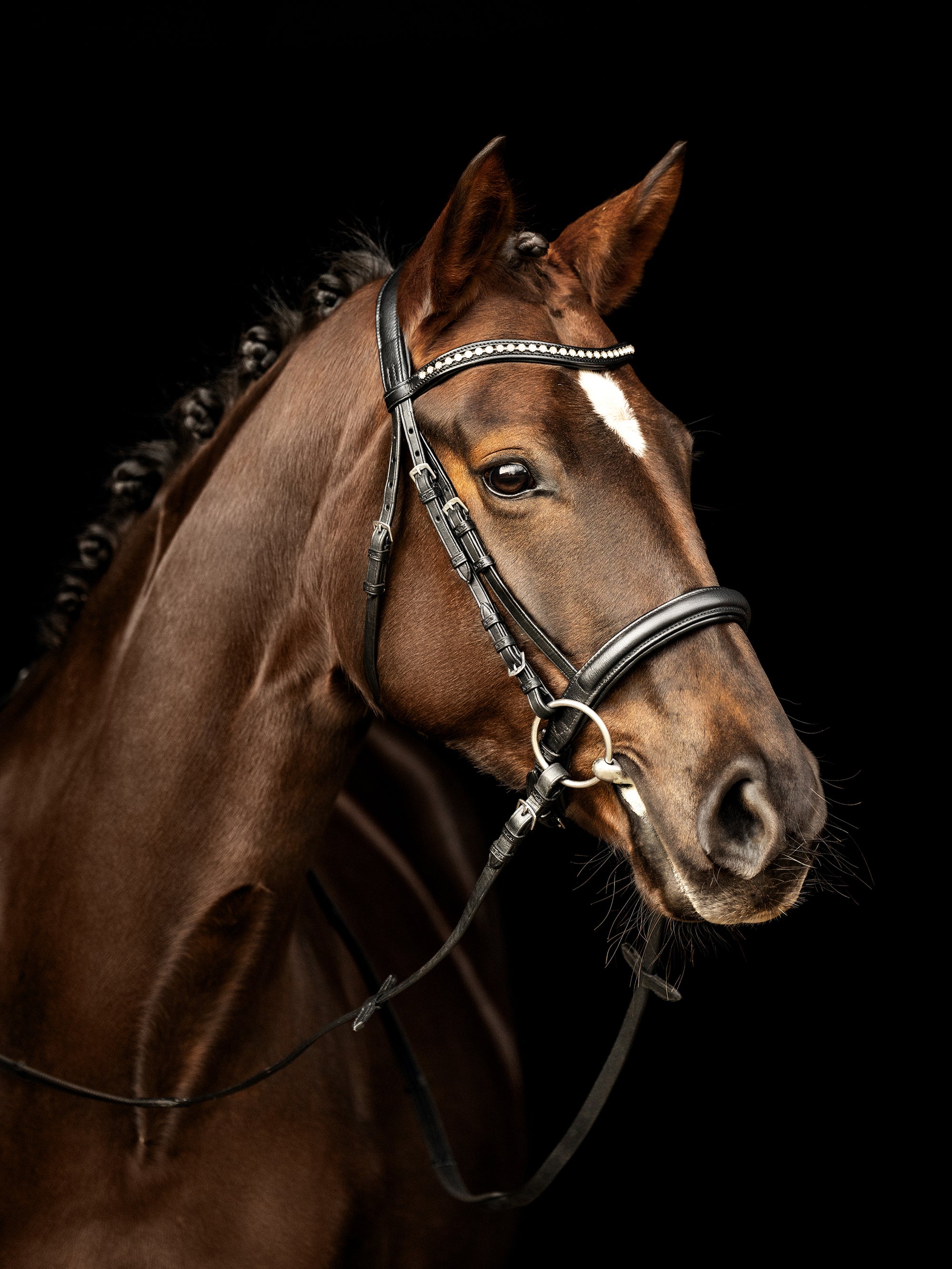 Trense Kieffer Ultrasoft® Sue in Schwarz mit Kristallstirnband am Pferd