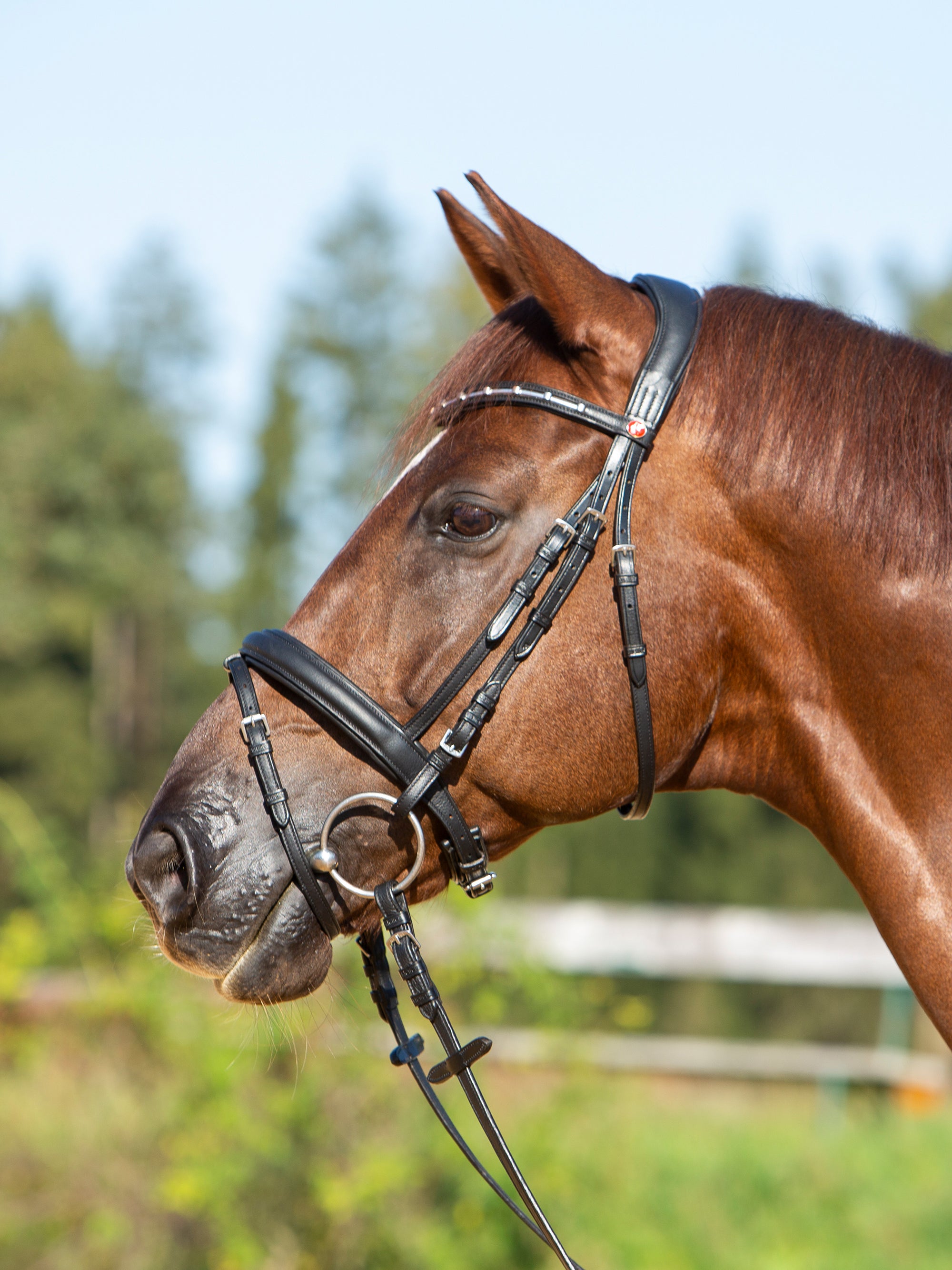 Trense Kieffer Ultrasoft® Economy II in Schwarz am Pferd