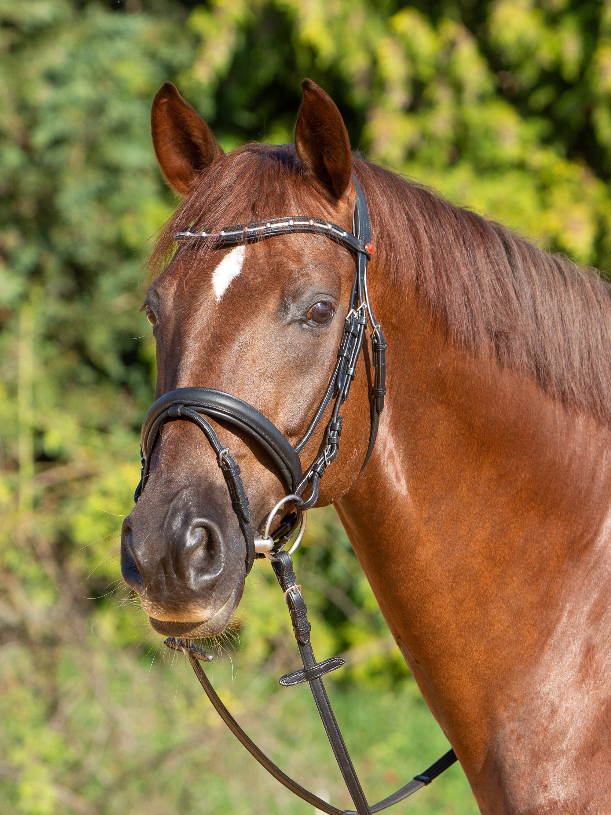 Trense Kieffer Ultrasoft® Economy II in Schwarz am Pferd