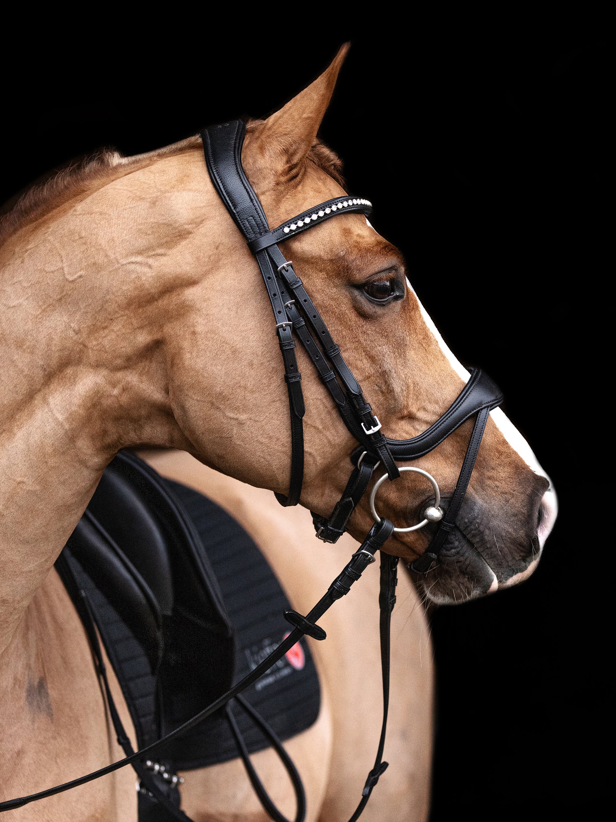 Trense Kieffer Ultrasoft® Amy in Schwarz mit Chrombeschlägen am Pferd