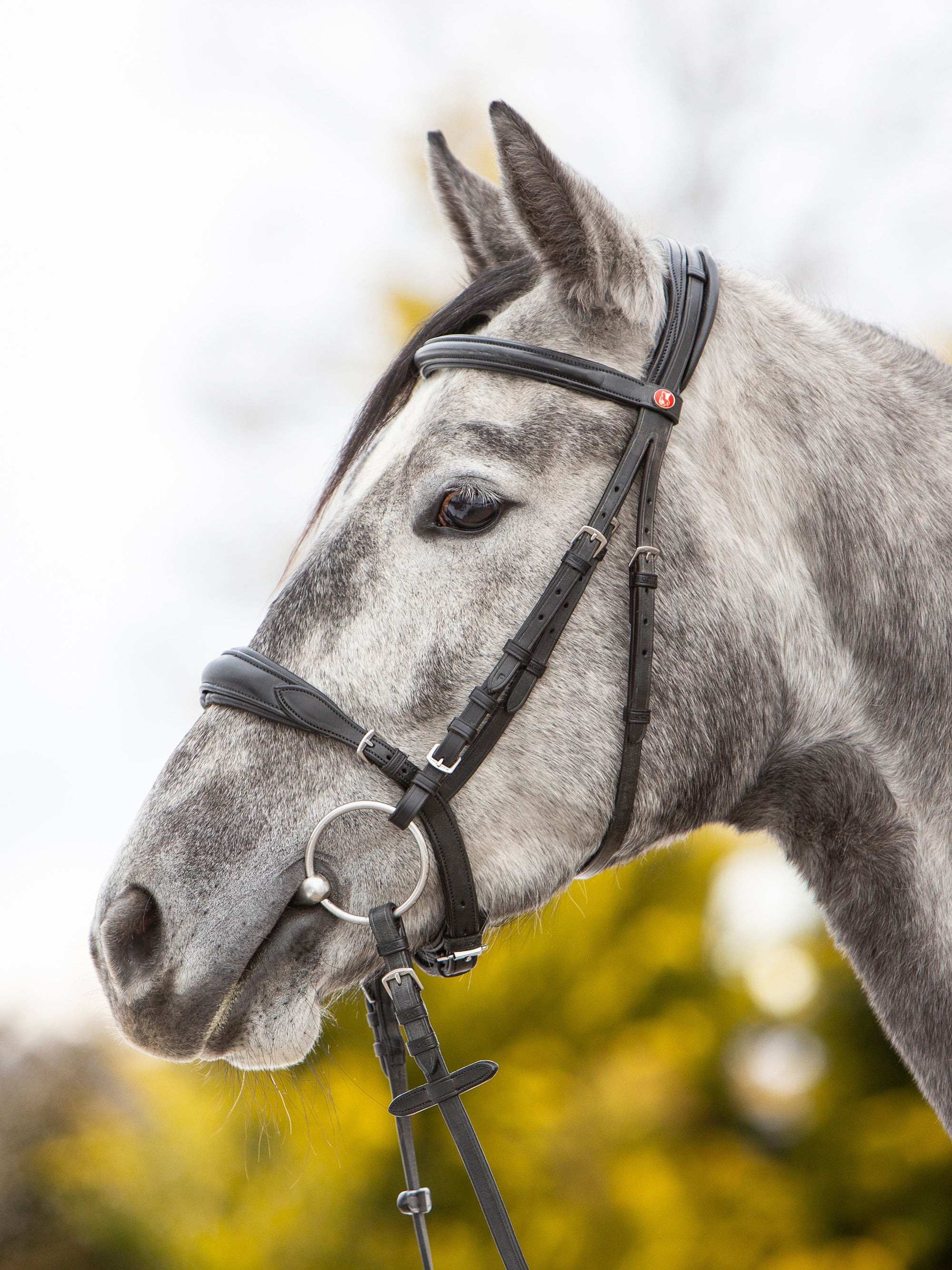 Trense Kieffer Ultrasoft® Celia in Schwarz mit Chrombeschlägen ohne Sperrriemen am Pferd