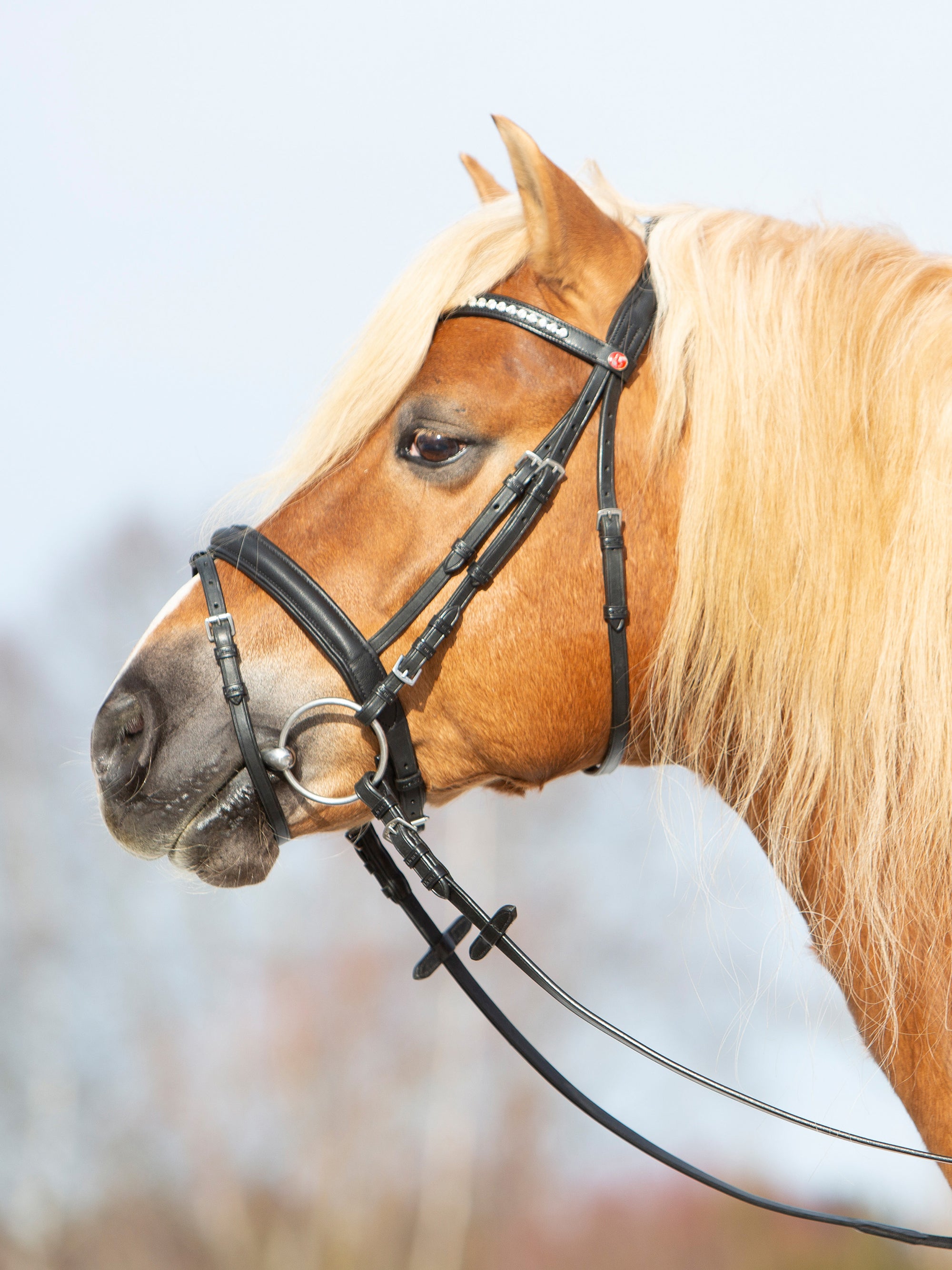 Trense Kieffer Ultrasoft® Haflinger in Schwarz mit Chrombeschlägen und Kristall-Stirnband am Pferd
