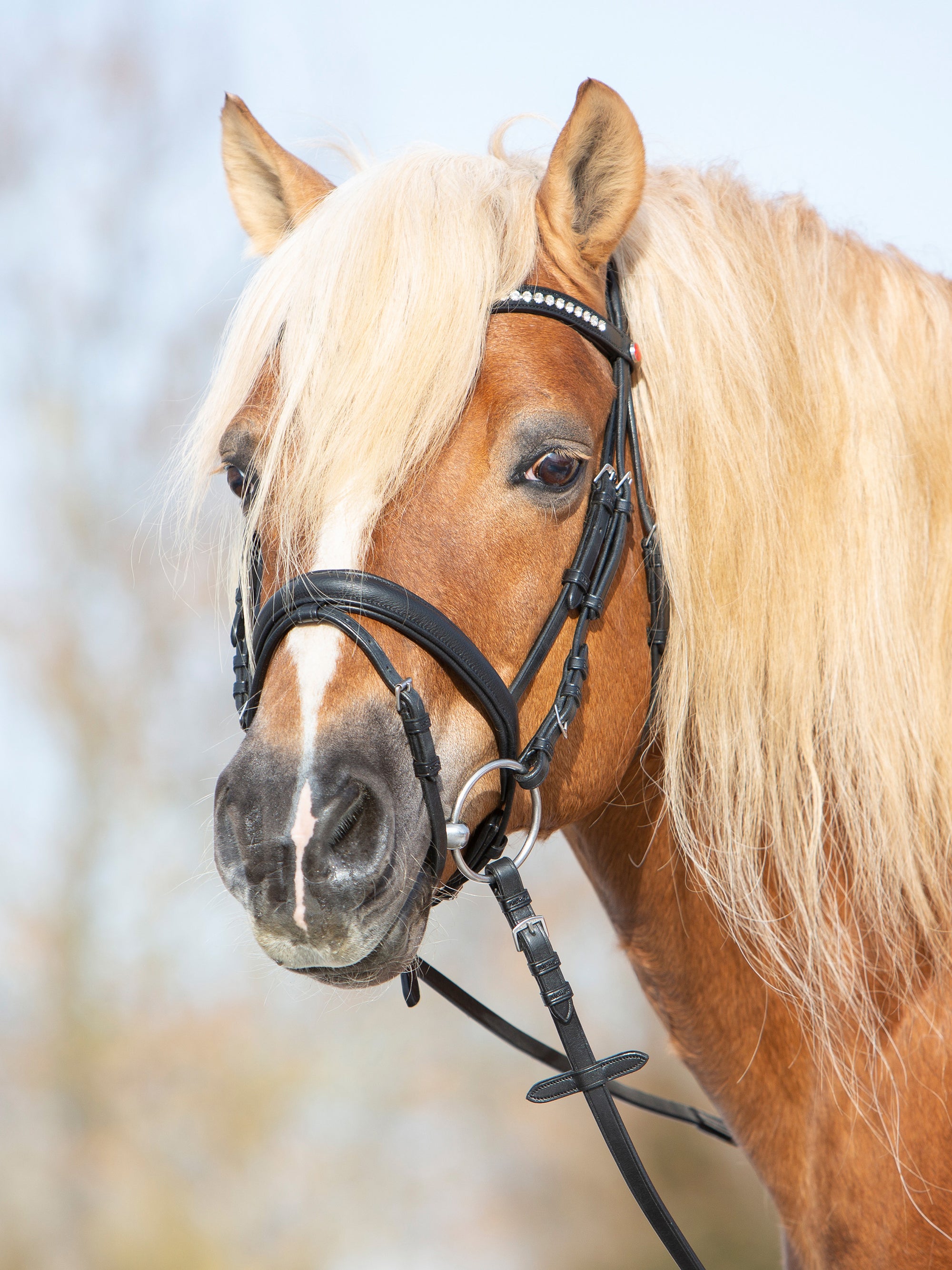 Trense Kieffer Ultrasoft® Haflinger in Schwarz mit Chrombeschlägen und Kristall-Stirnband am Pferd