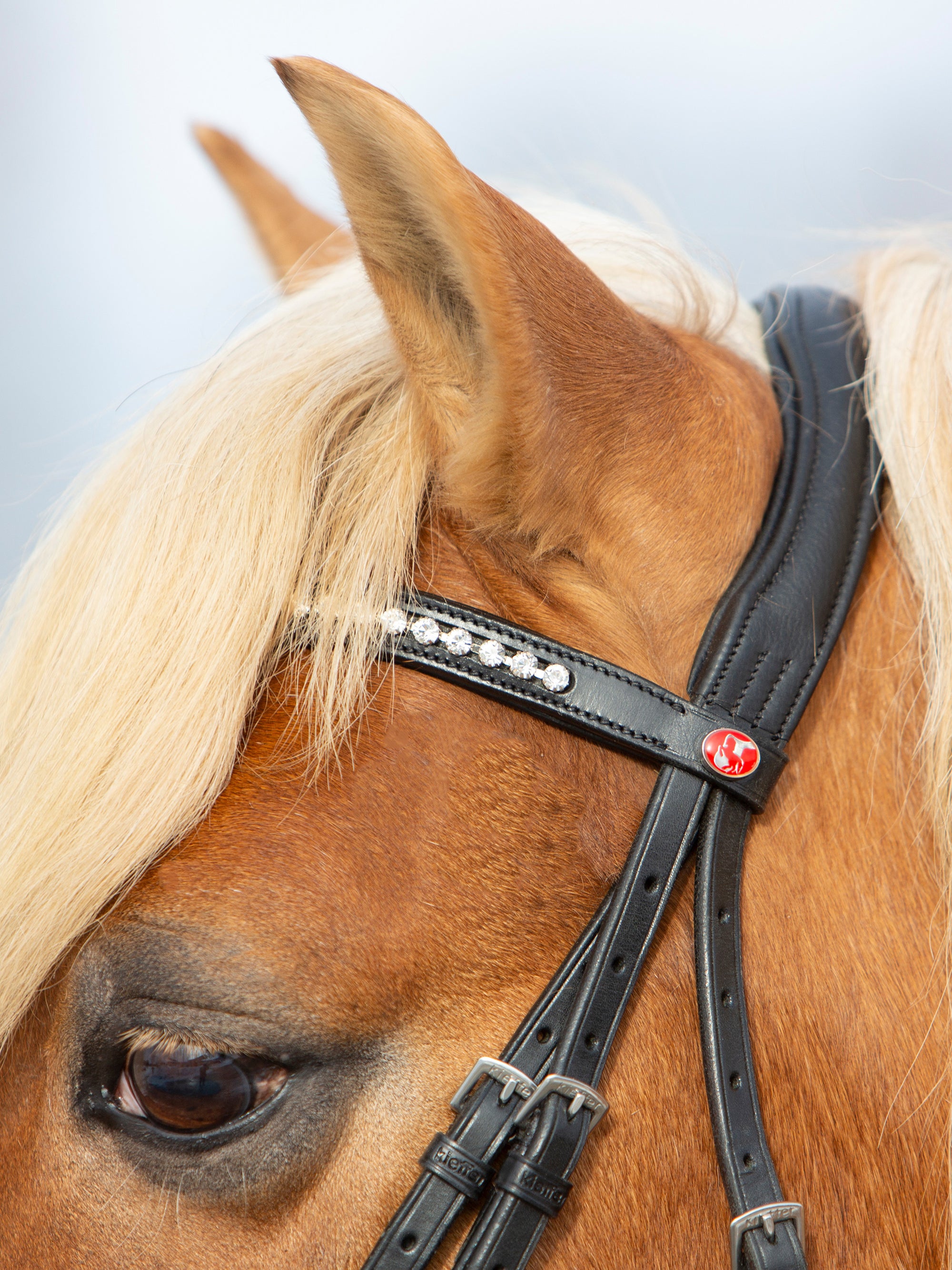 Detailfoto Trense Kieffer Ultrasoft® Haflinger in Schwarz mit Chrombeschlägen am Pferd: Genickstück und Stirnband mit weißen Kristallen