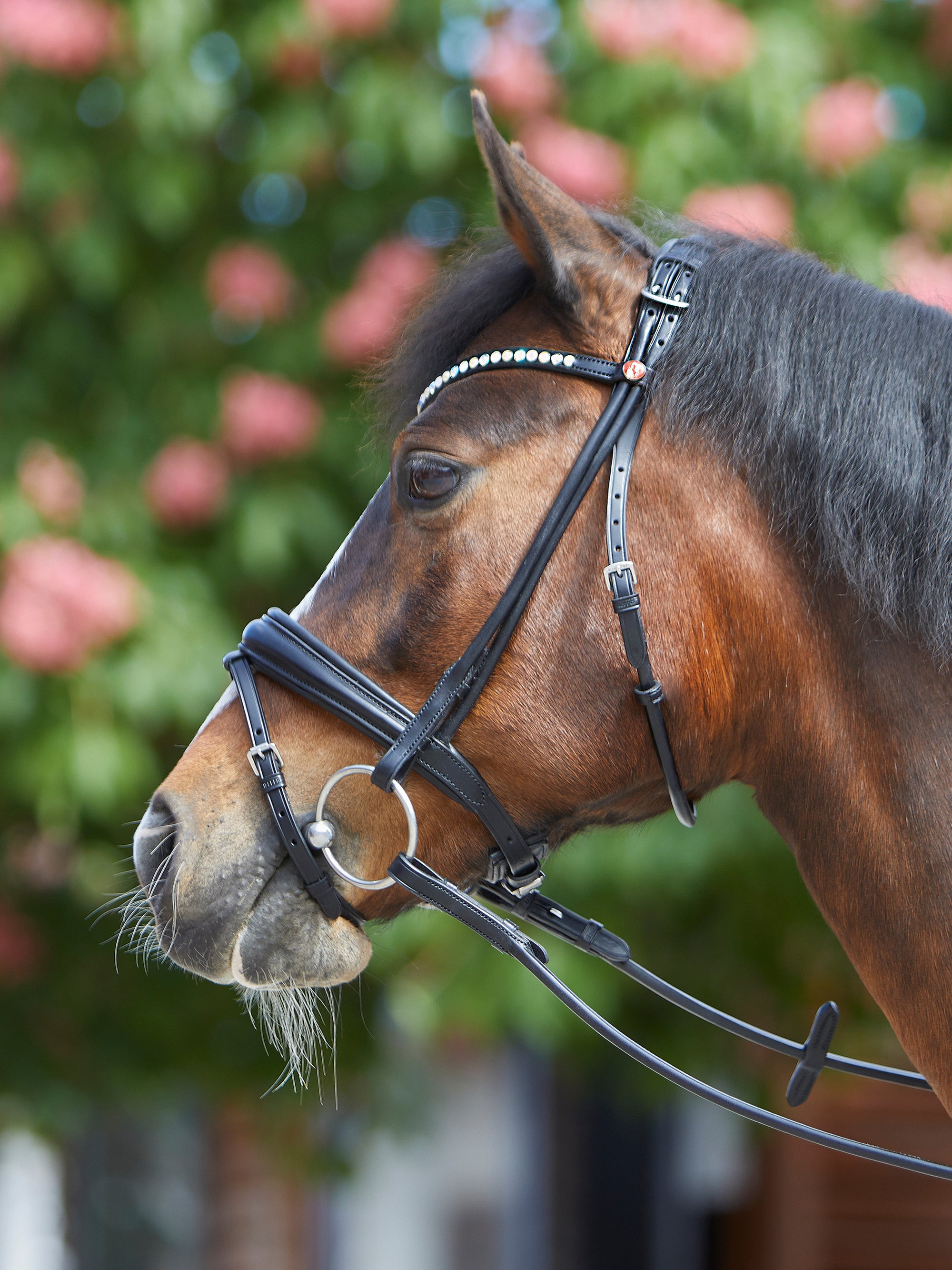 Rundgenähte Trense Sylvie II in Schwarz mit Chrombeschlägen am Pferd