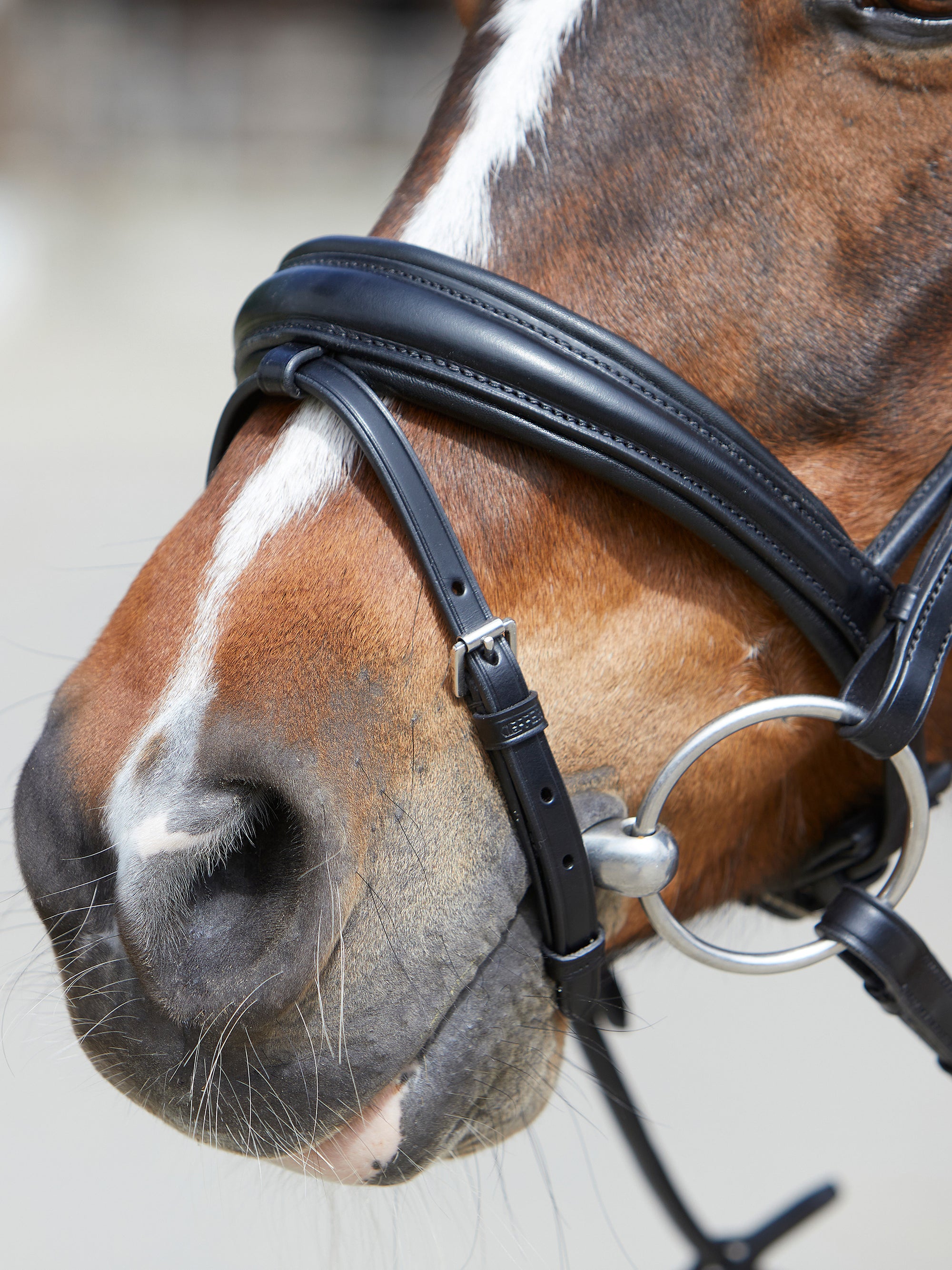 Detailfoto rundgenähte Trense Sylvie II in Schwarz mit Chrombeschlägen am Pferd: konisch geformtes Reithalfter aus Glattleder