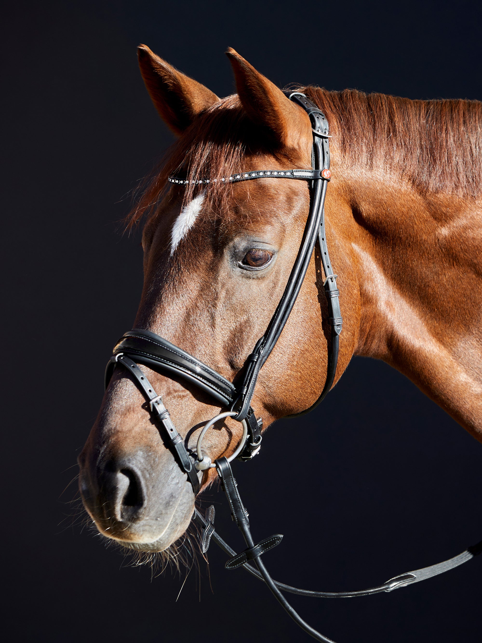 Rundgenähte Trense Sylvie II in Schwarz mit Lack-Reithalfter, Chrombeschlägen und schwarz-weißem Kristall-Stirnband am Pferd
