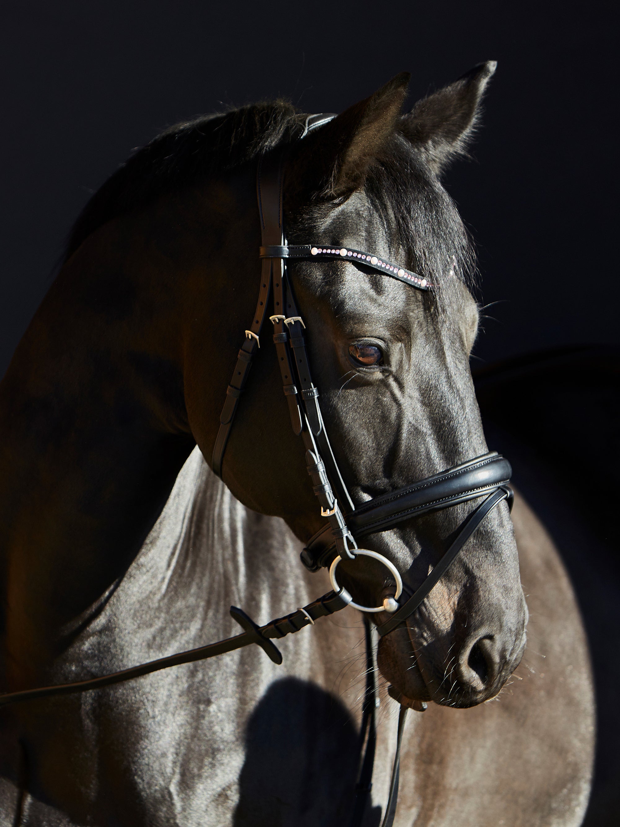 Trense Priya in Schwarz mit Chrombeschlägen am Pferd