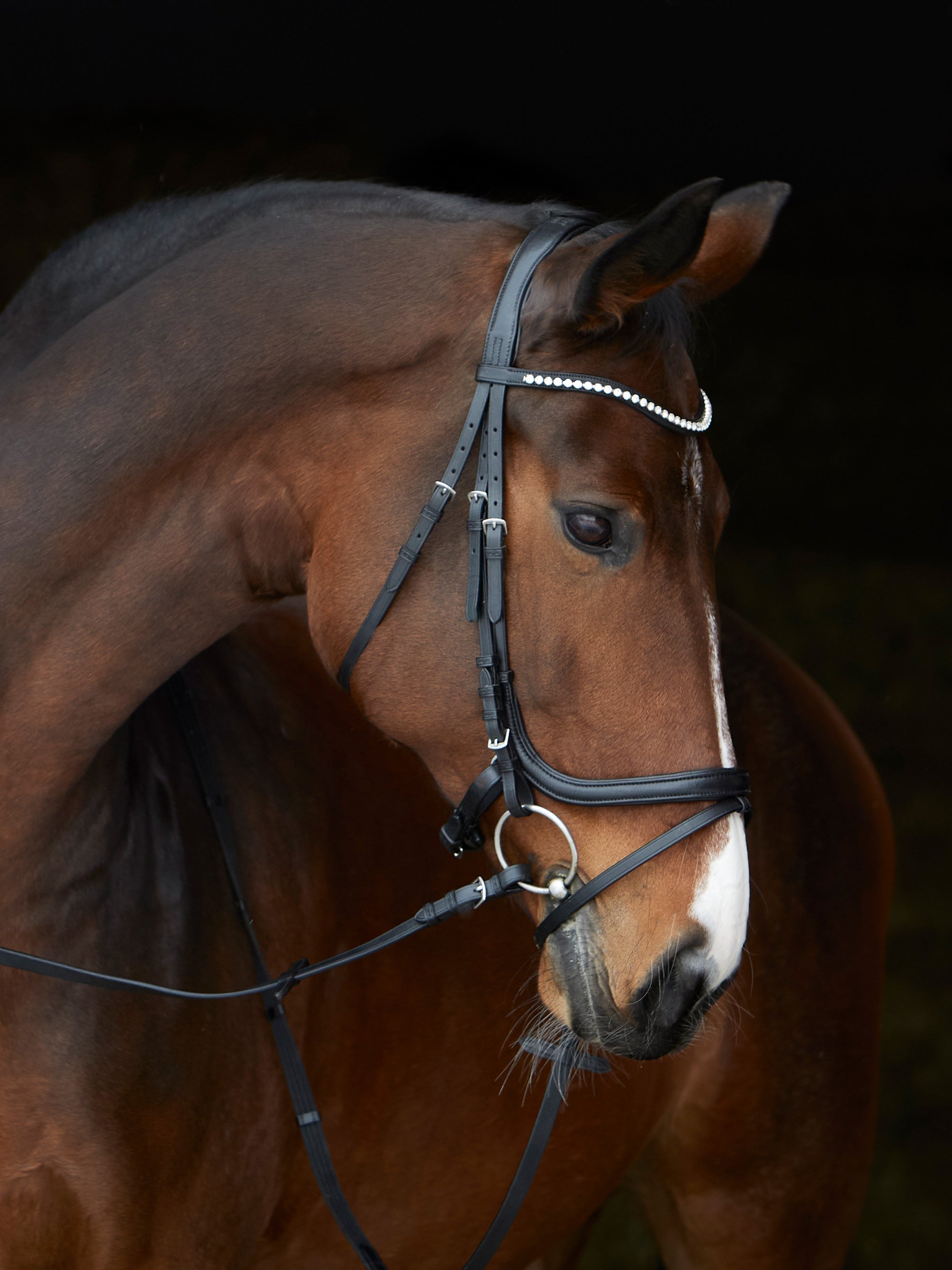Trense Kieffer Ultrasoft® Stella in Schwarz mit Chrombeschlägen am Pferd