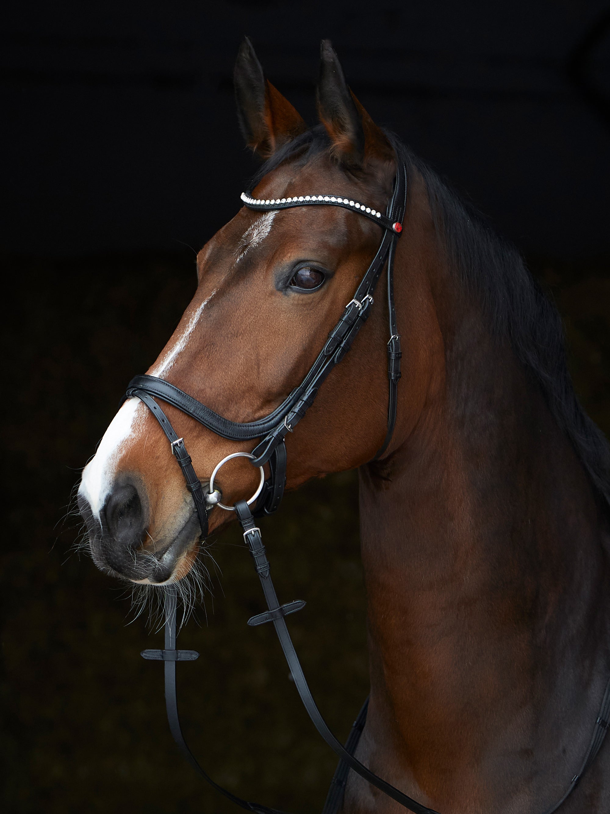 Trense Kieffer Ultrasoft® Stella in Schwarz mit Chrombeschlägen am Pferd