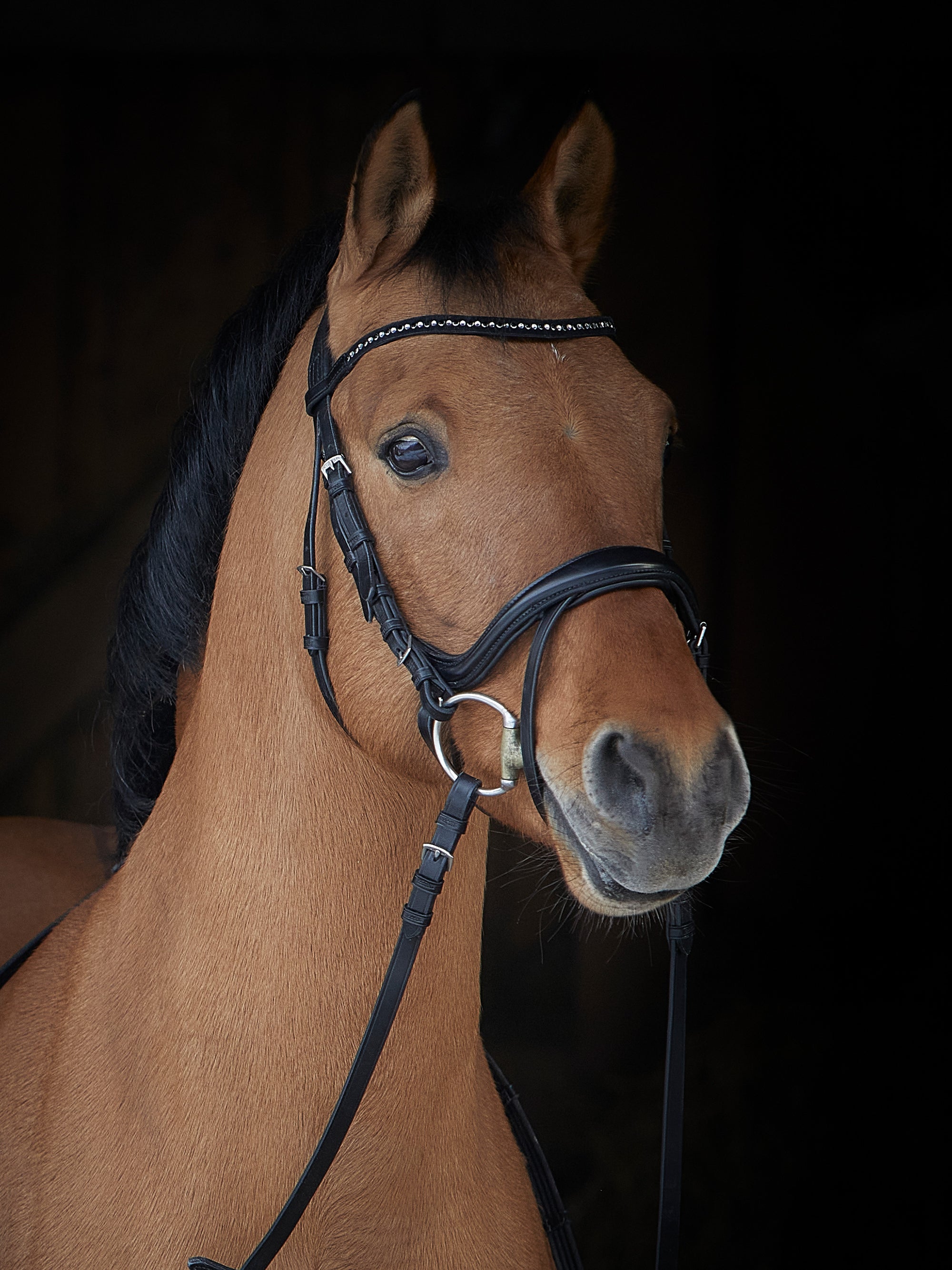 Trense Ilona in Schwarz mit Chrombeschlägen und Stirnband mit schwarzen und weißen Swarovski® Kristallen am Pferd