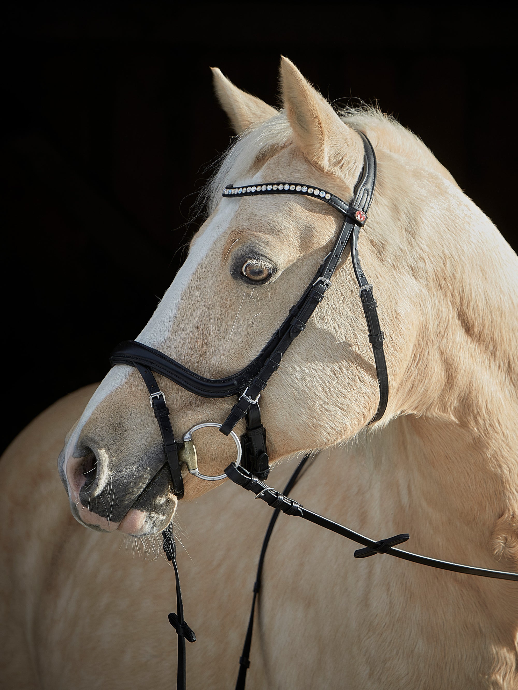 Trense Ilona in Schwarz mit Chrombeschlägen und Stirnband mit hellen Swarovski® Kristallen am Pferd