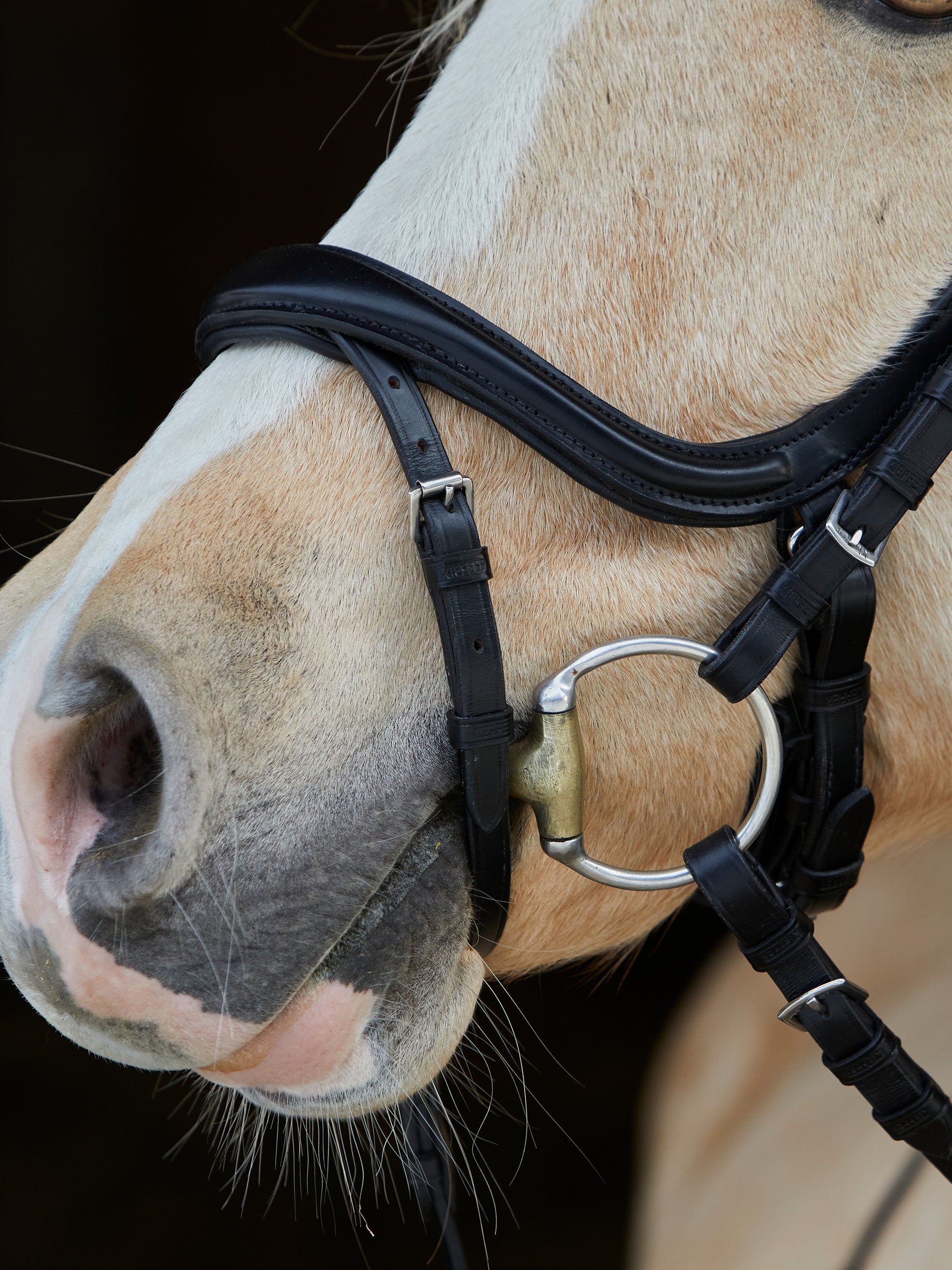Detailfoto Trense Ilona in Schwarz mit Chrombeschlägen am Pferd: anatomisch geformtes Reithalfter