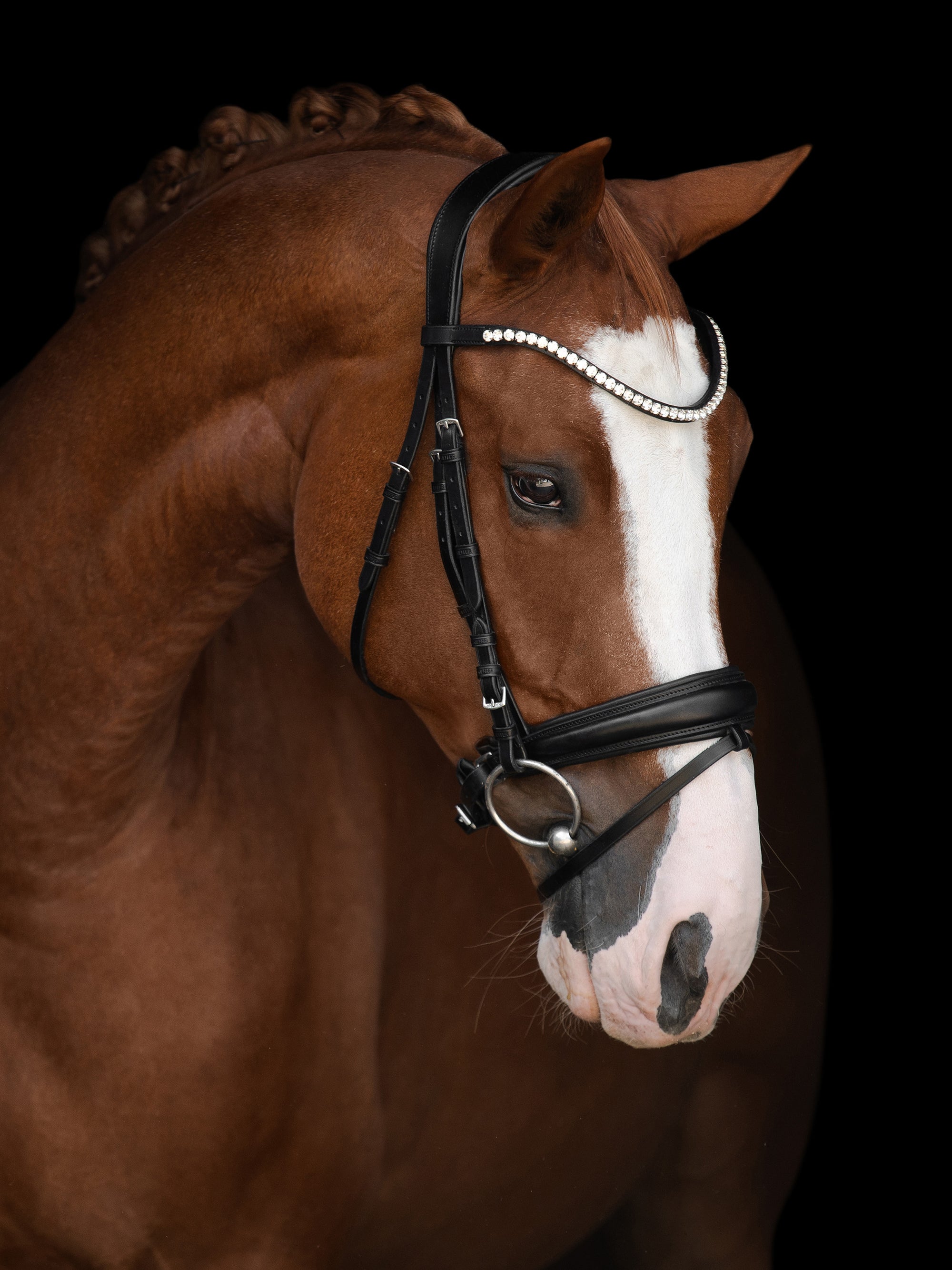 Trense Victoria II in Schwarz mit Chrombeschlägen am Pferd