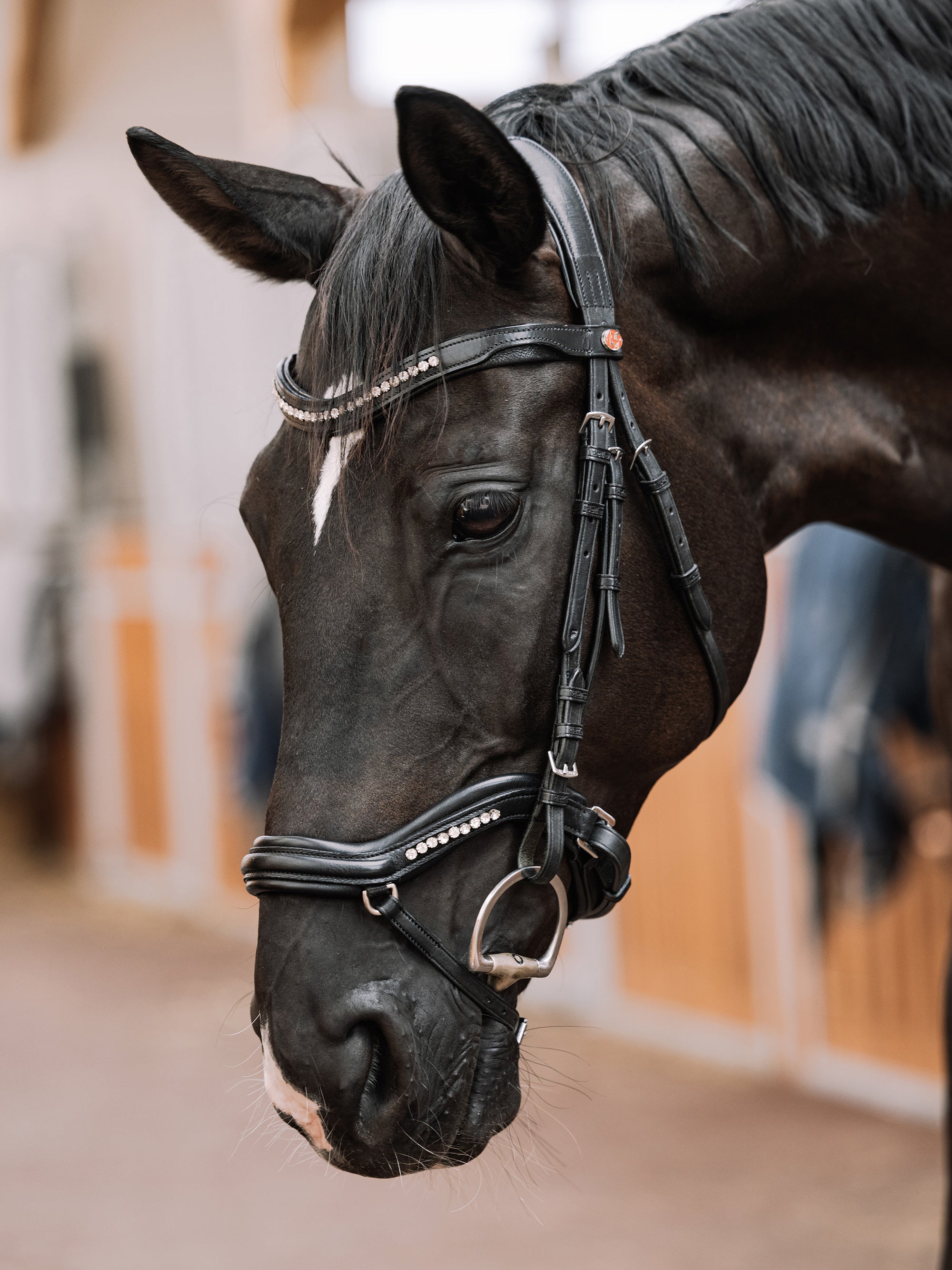 Trense Kieffer Ultrasoft® Luna in Schwarz mit Chrombeschlägen am Pferd
