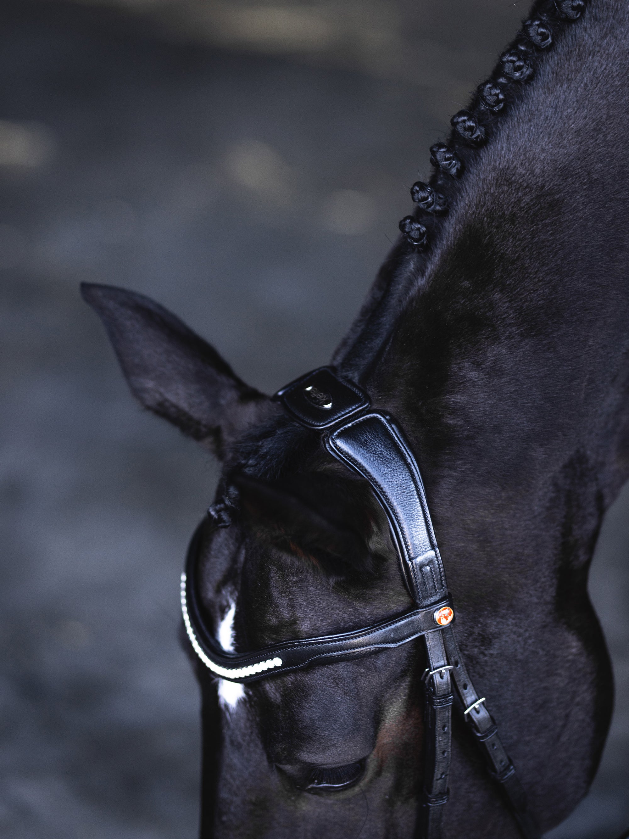 Detailfoto Trense Kieffer Ultrasoft® Luna in Schwarz mit Chrombeschlägen am Pferd: Genickstück