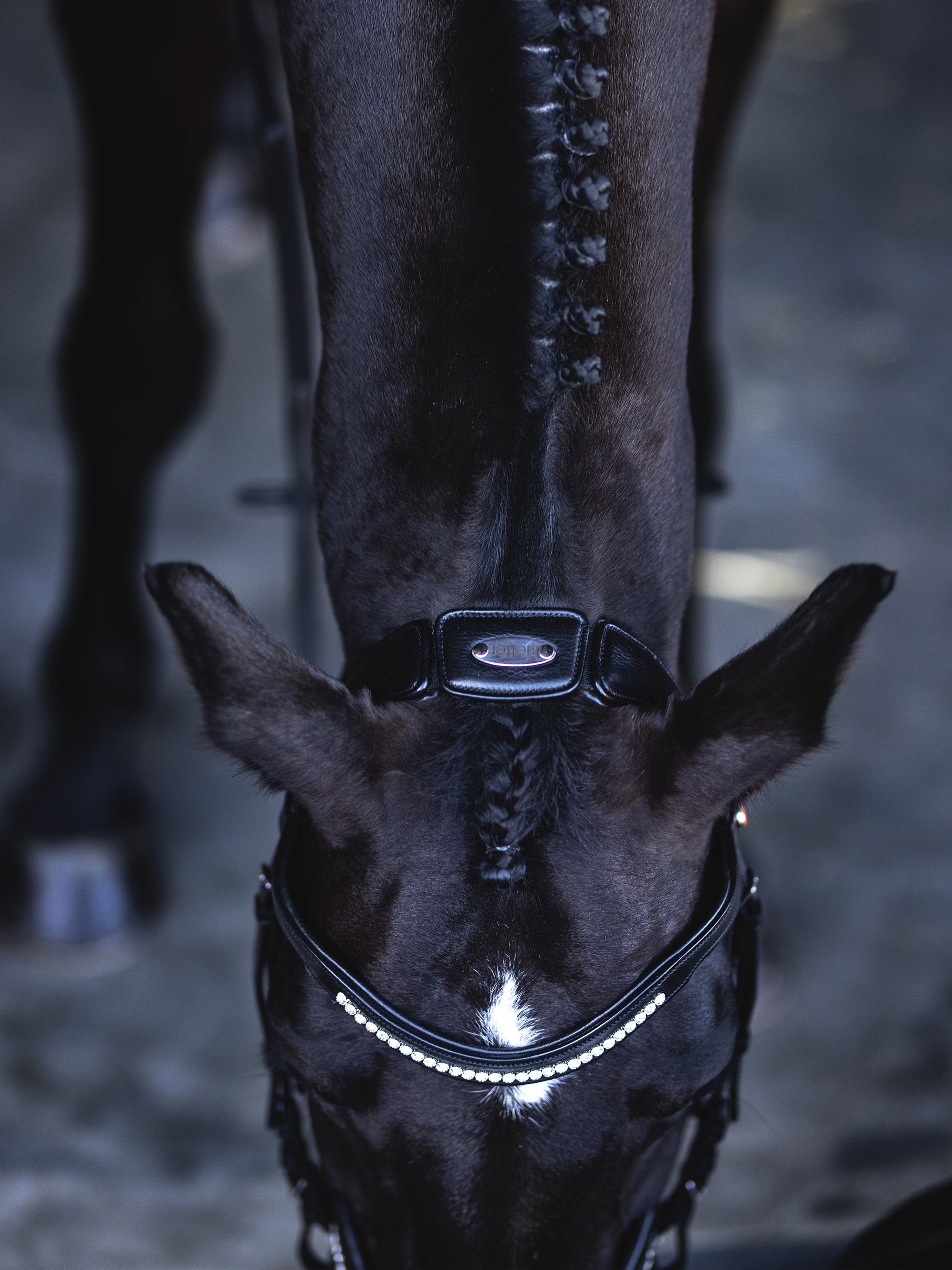 Detailfoto Trense Kieffer Ultrasoft® Luna in Schwarz mit Chrombeschlägen am Pferd: Genickstück