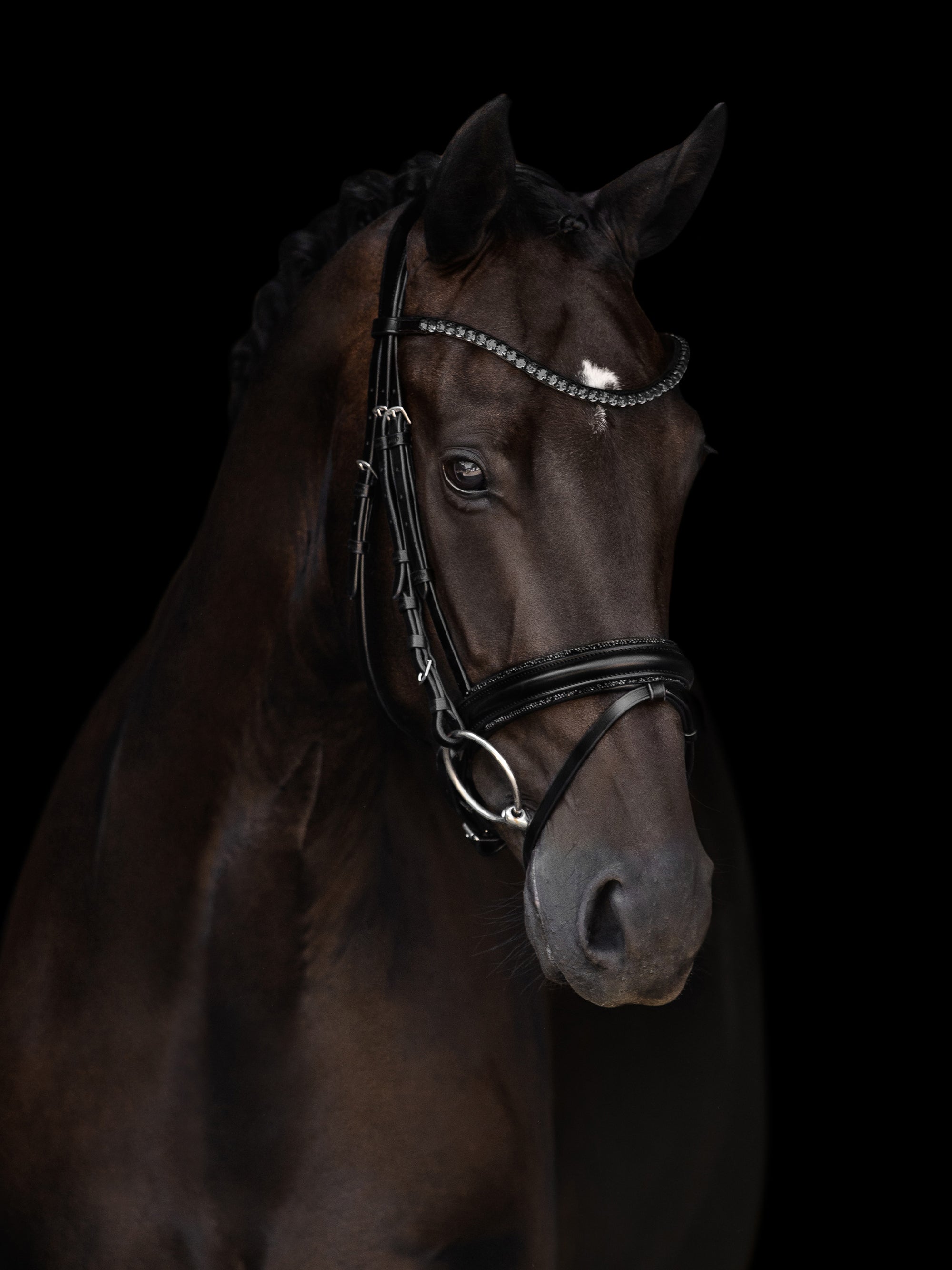 Trense Grace in Schwarz mit Chrombeschlägen am Pferd