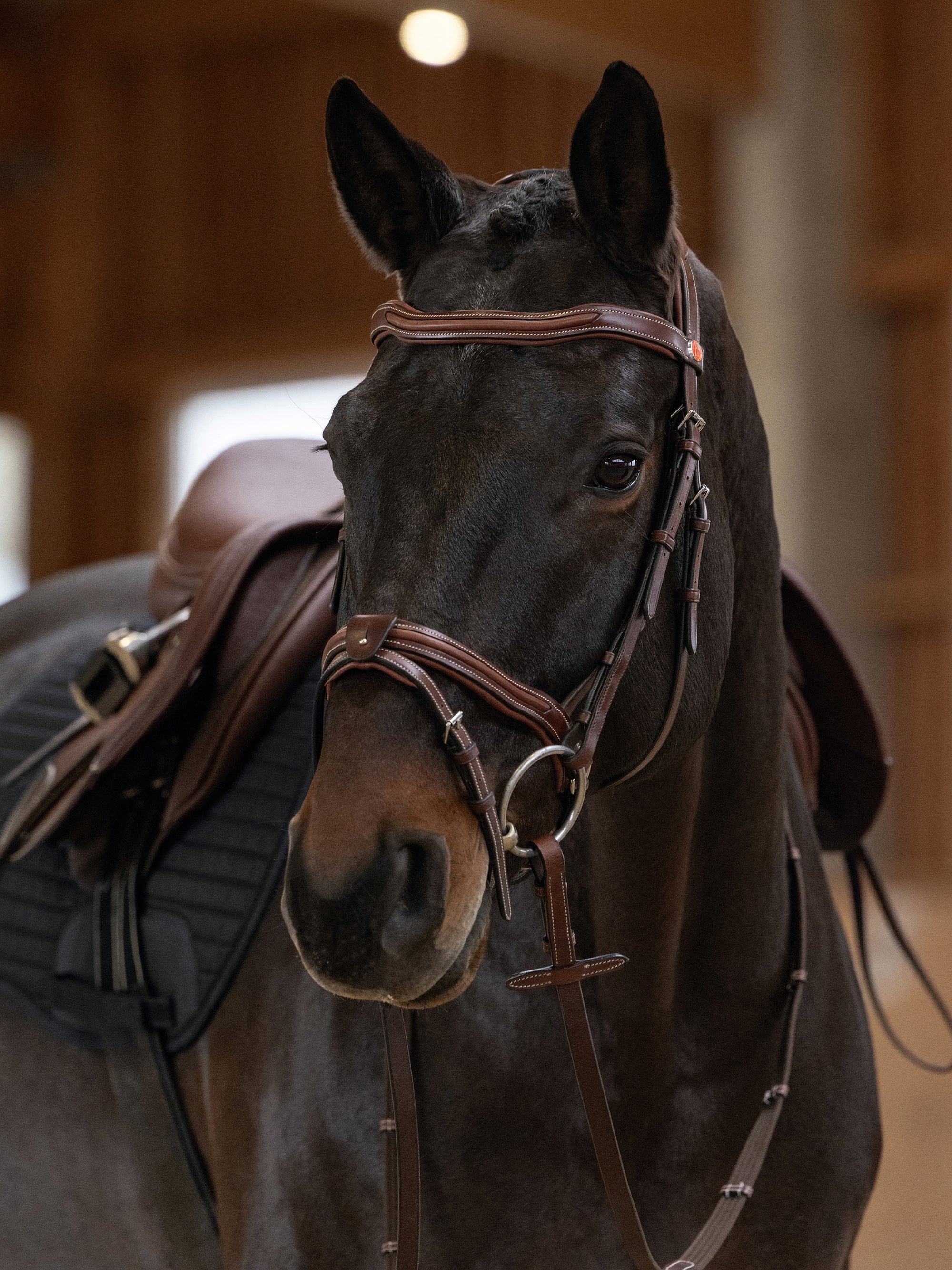 Trense Palmanova in Chestnut mit Chrombeschlägen am Pferd