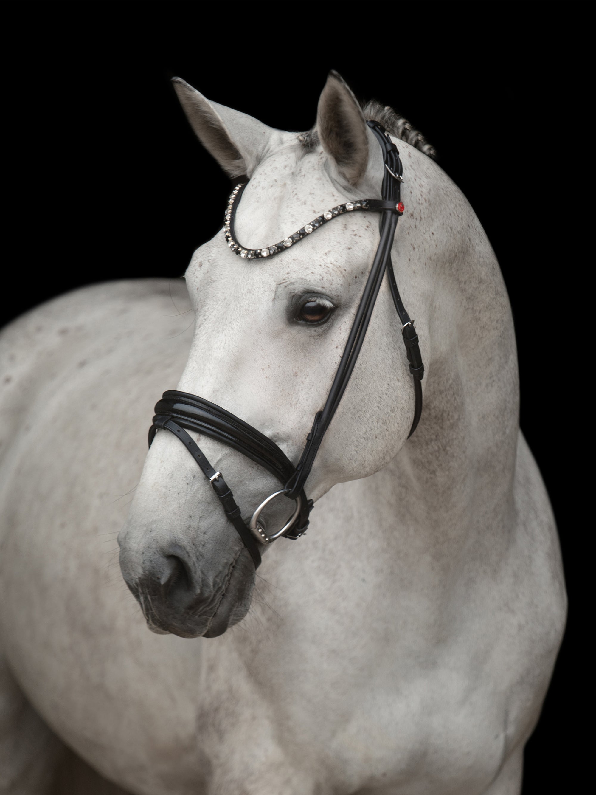 Rundgenähte Trense Elli in Schwarz mit Chrombeschlägen am Pferd