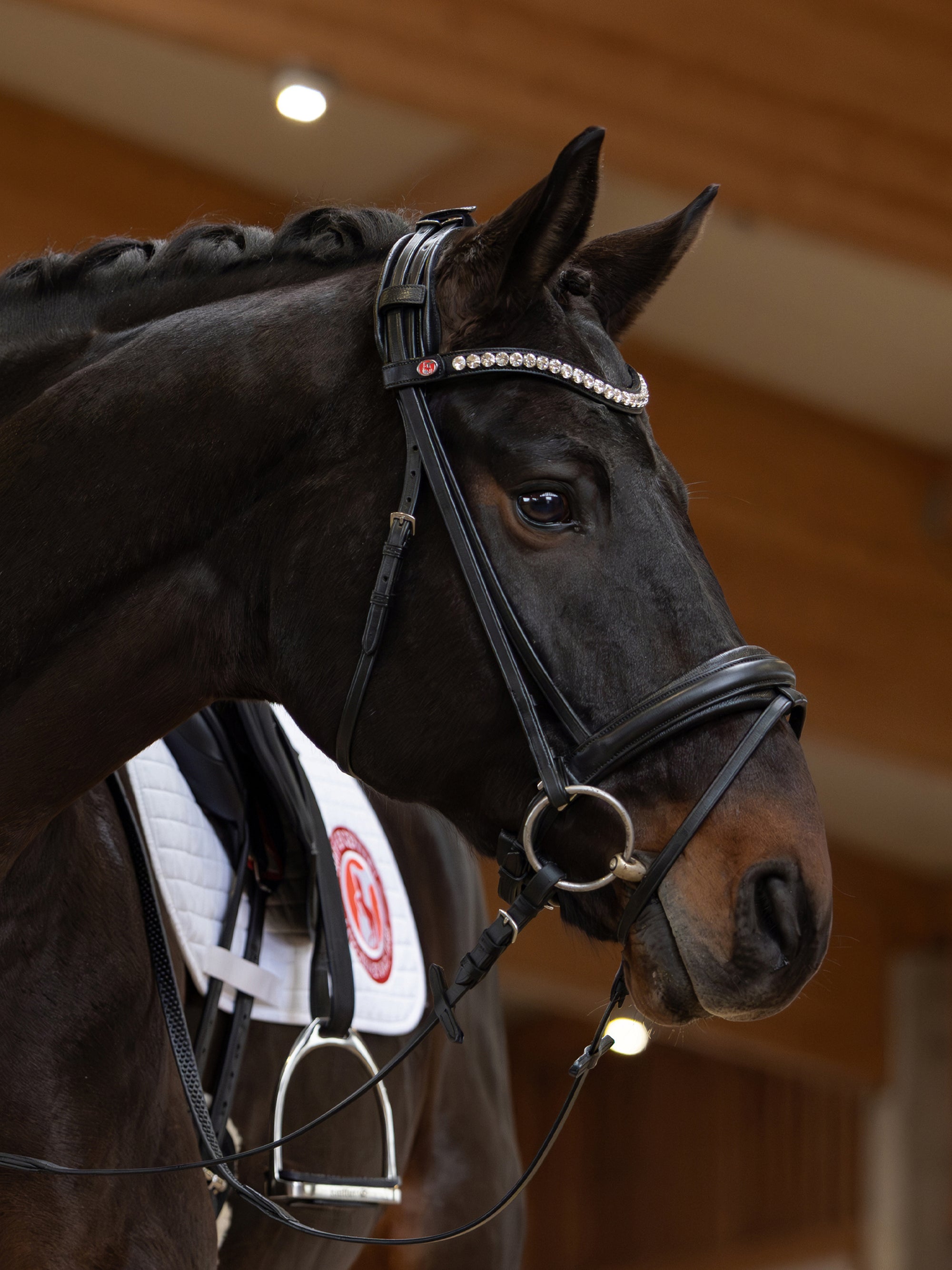 Trense Lina in Schwarz mit Chrombeschlägen am Pferd