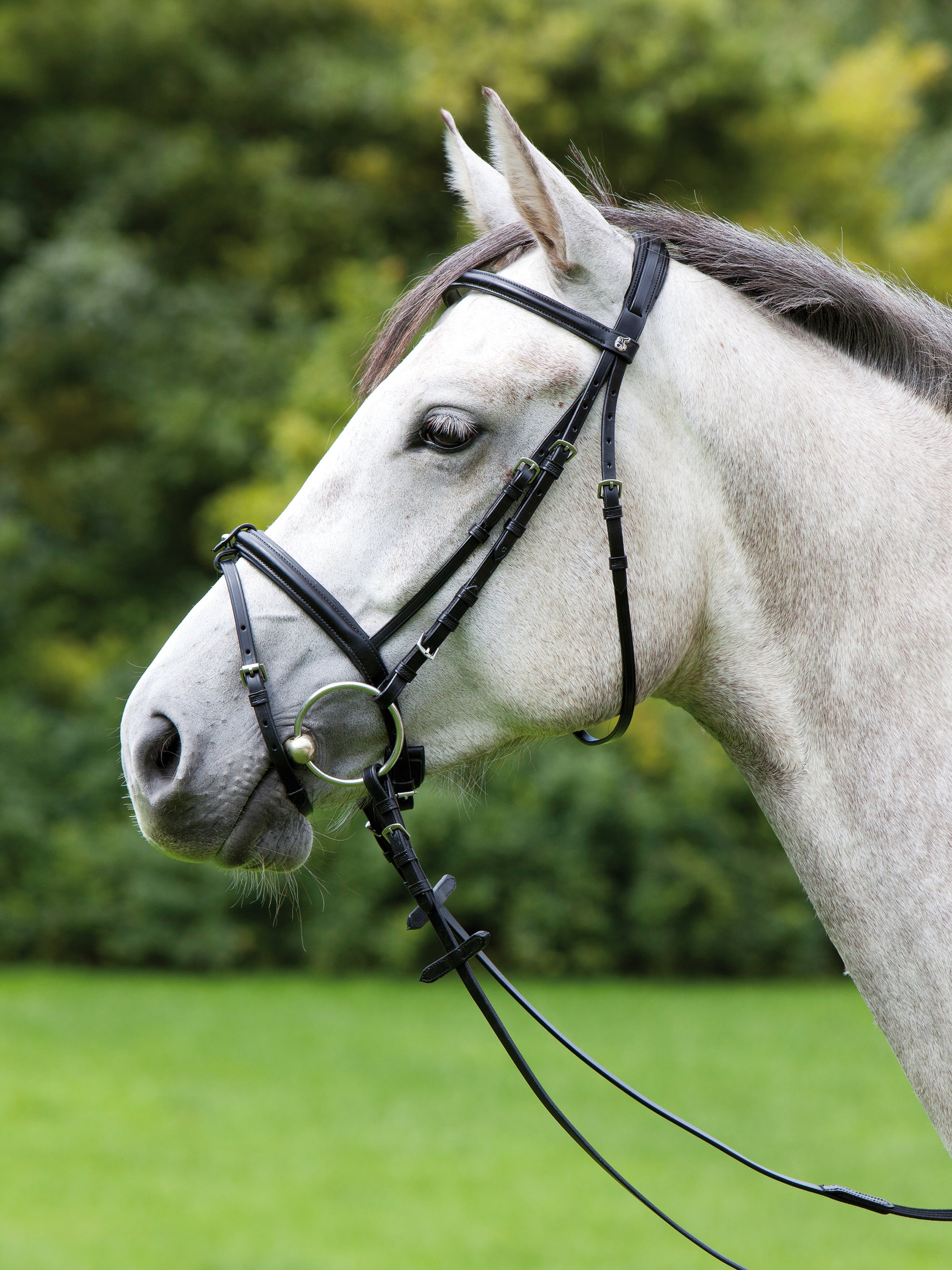 Trense Anja Beran in Schwarz mit Chrombeschlägen am Pferd