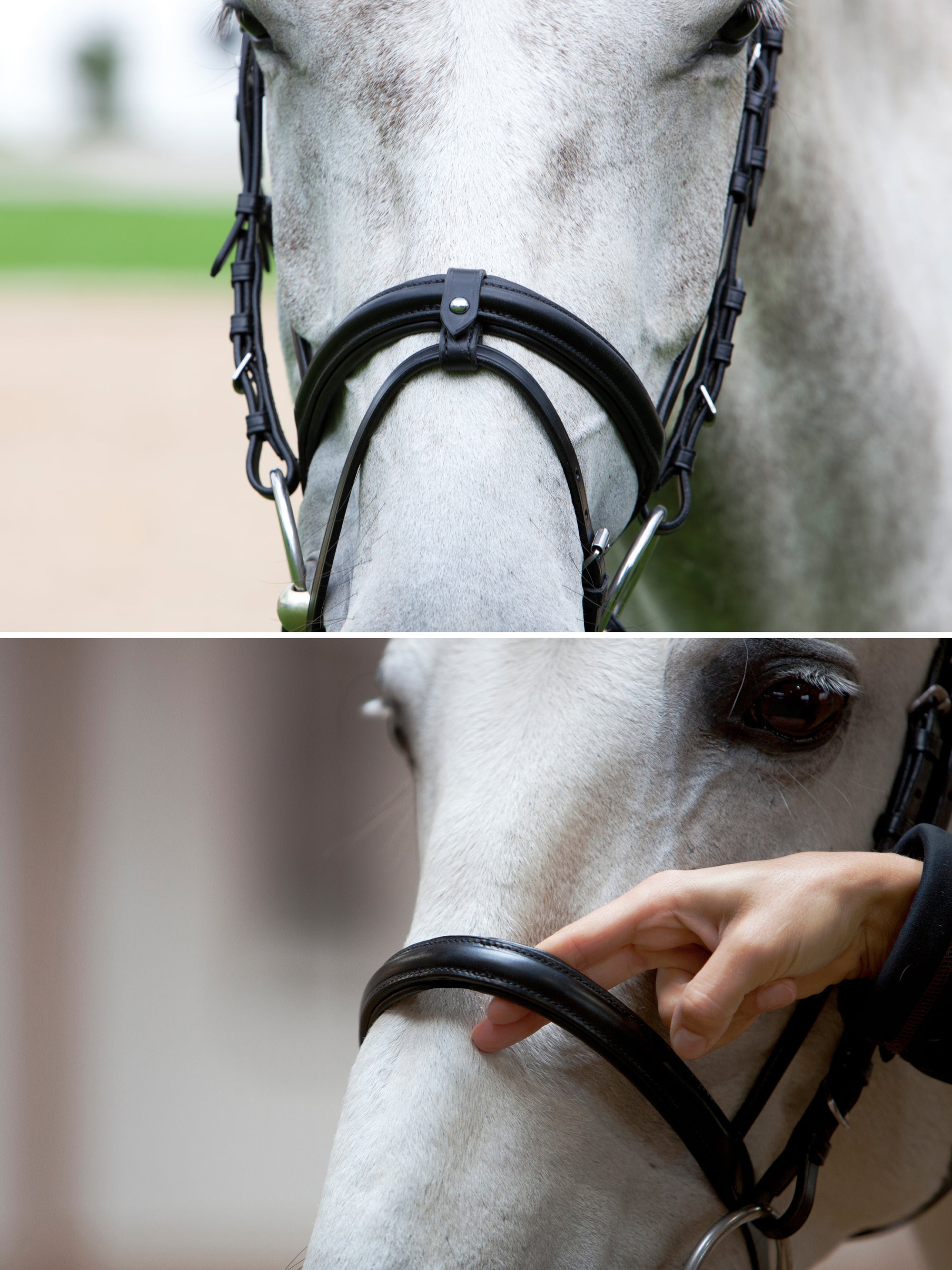 Detailfoto Trense Anja Beran am Pferd: spurlos abnehmbarer Sperrriemen