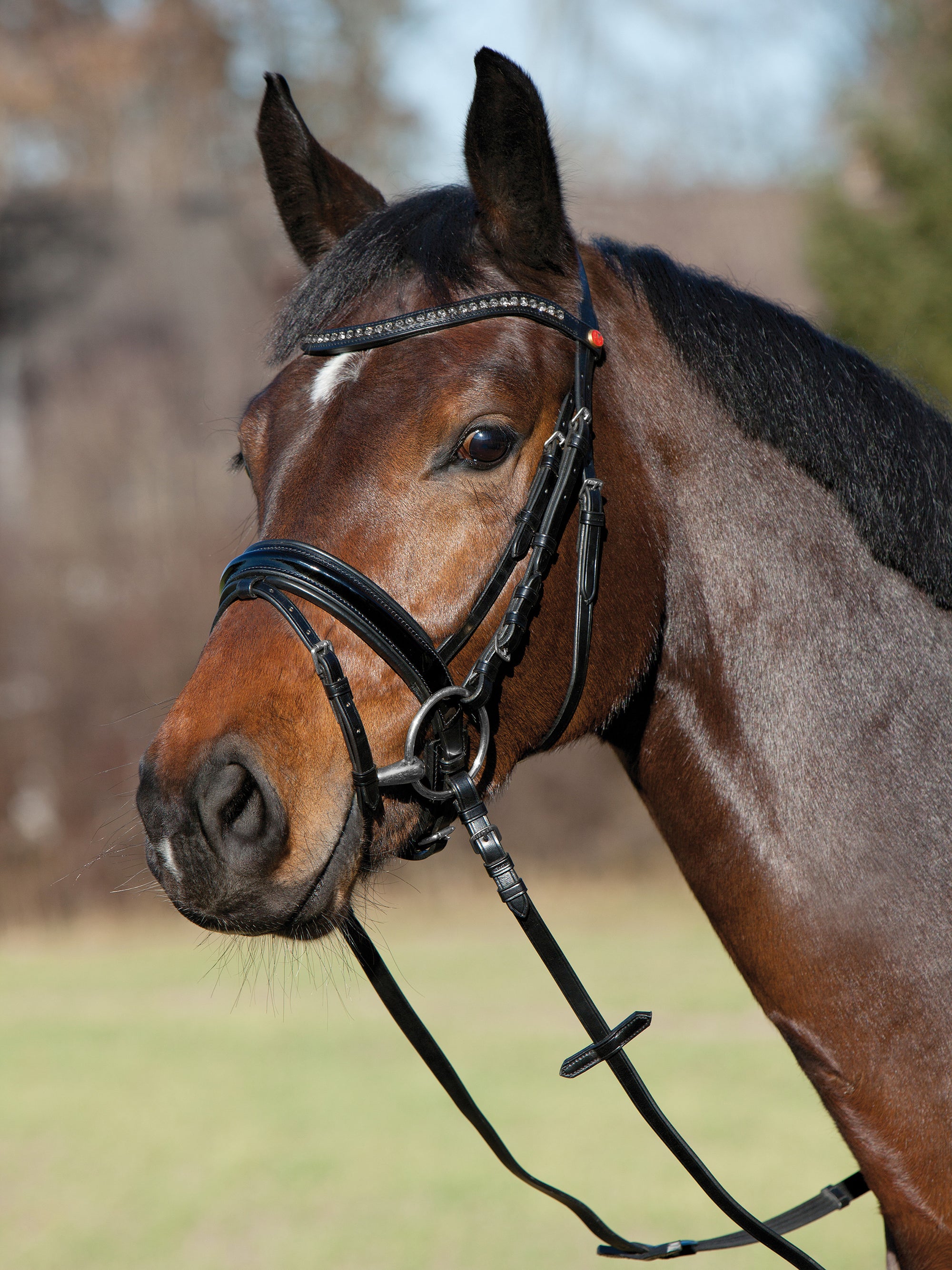 Trense Comfort Young Profi in Schwarz mit Chrombeschlägen am Pferd