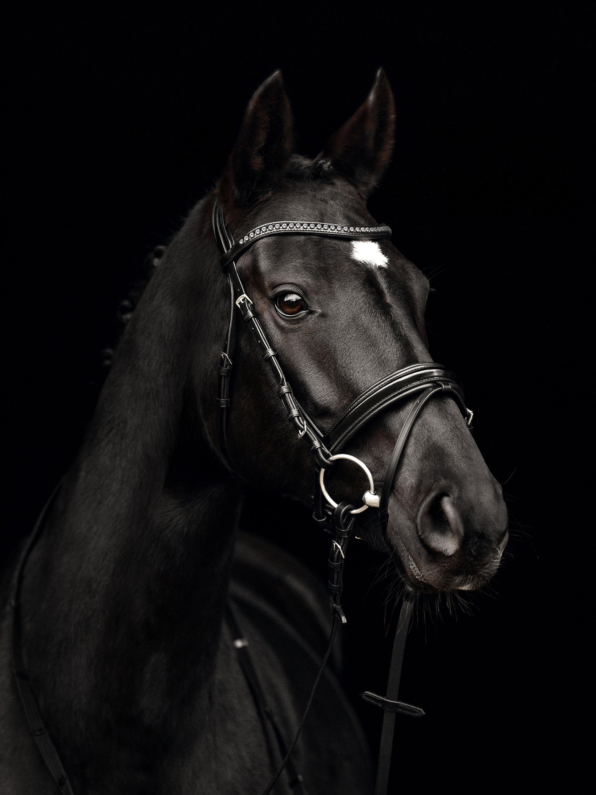 Trense Comfort Paris in Schwarz mit schwarzem Lack-Reithalfter und Chrombeschlägen am Pferd