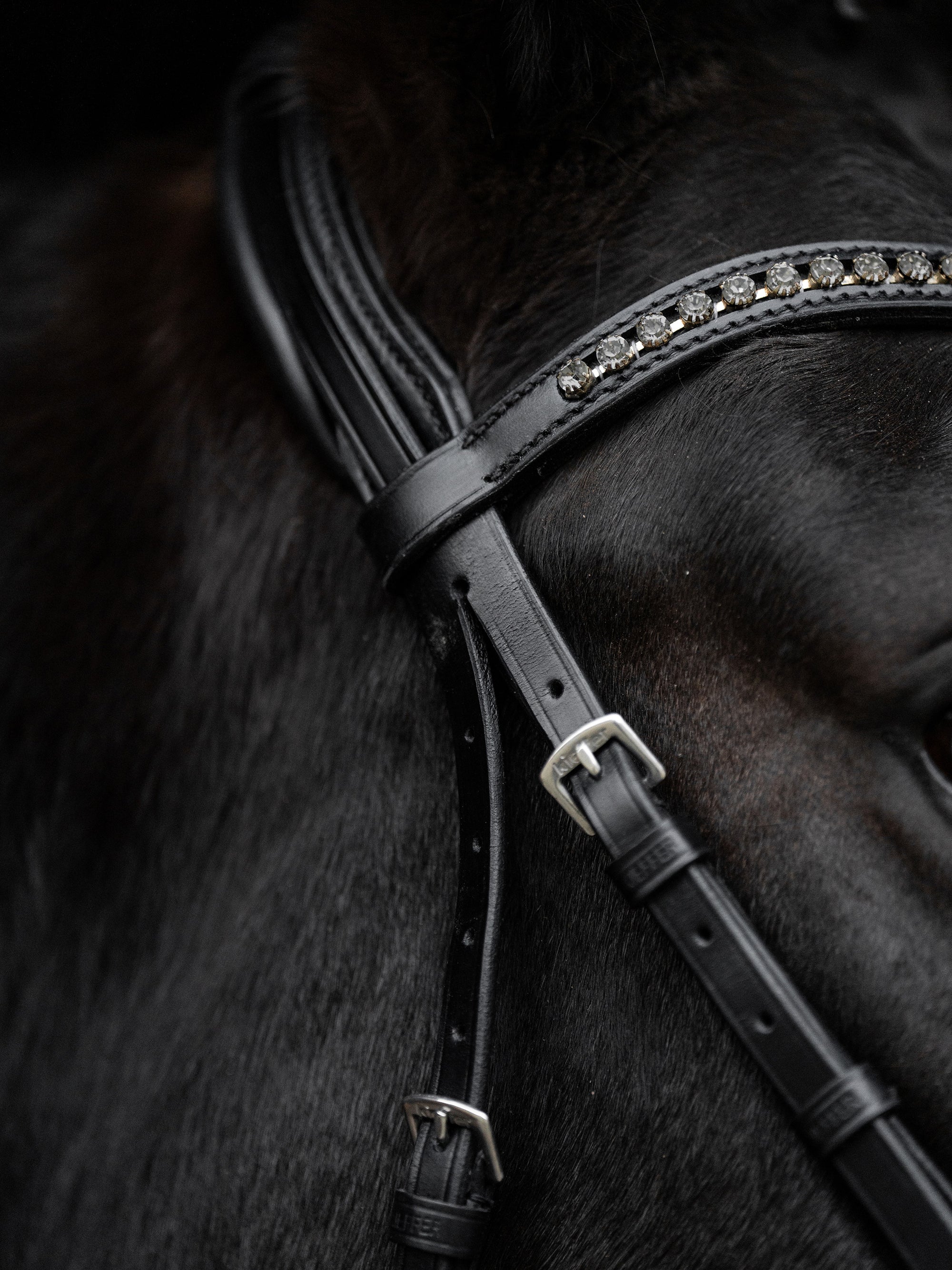 Detailfoto Trense Comfort Paris in Schwarz mit schwarzem Lack-Reithalfter, Chrombeschlägen und geschwungenem Kristall-Stirnband am Pferd