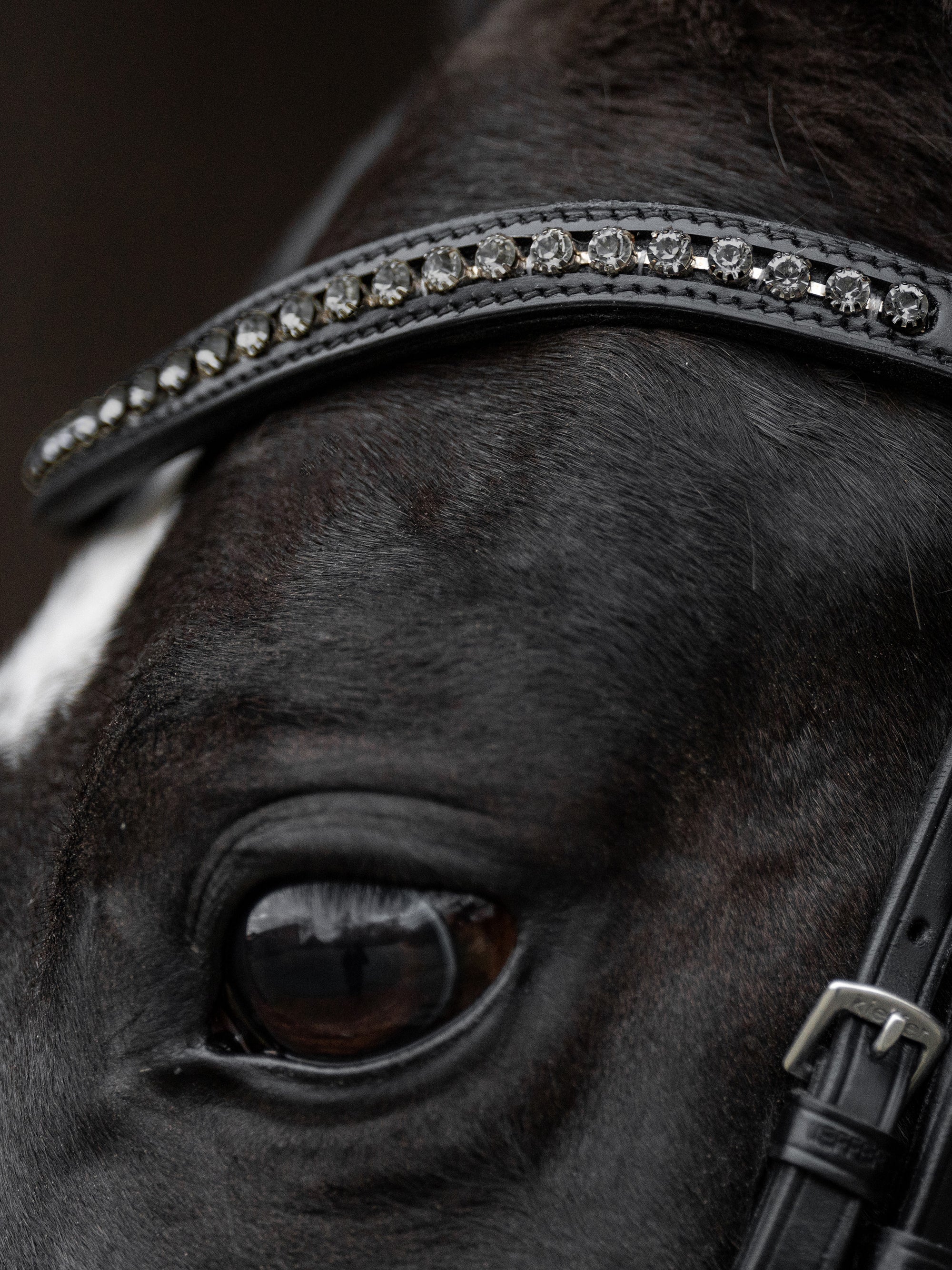 Detailfoto Trense Comfort Paris in Schwarz mit schwarzem Lack-Reithalfter: geschwungenes Stirnband mit grauen Swarovski® Kristallen am Pferd