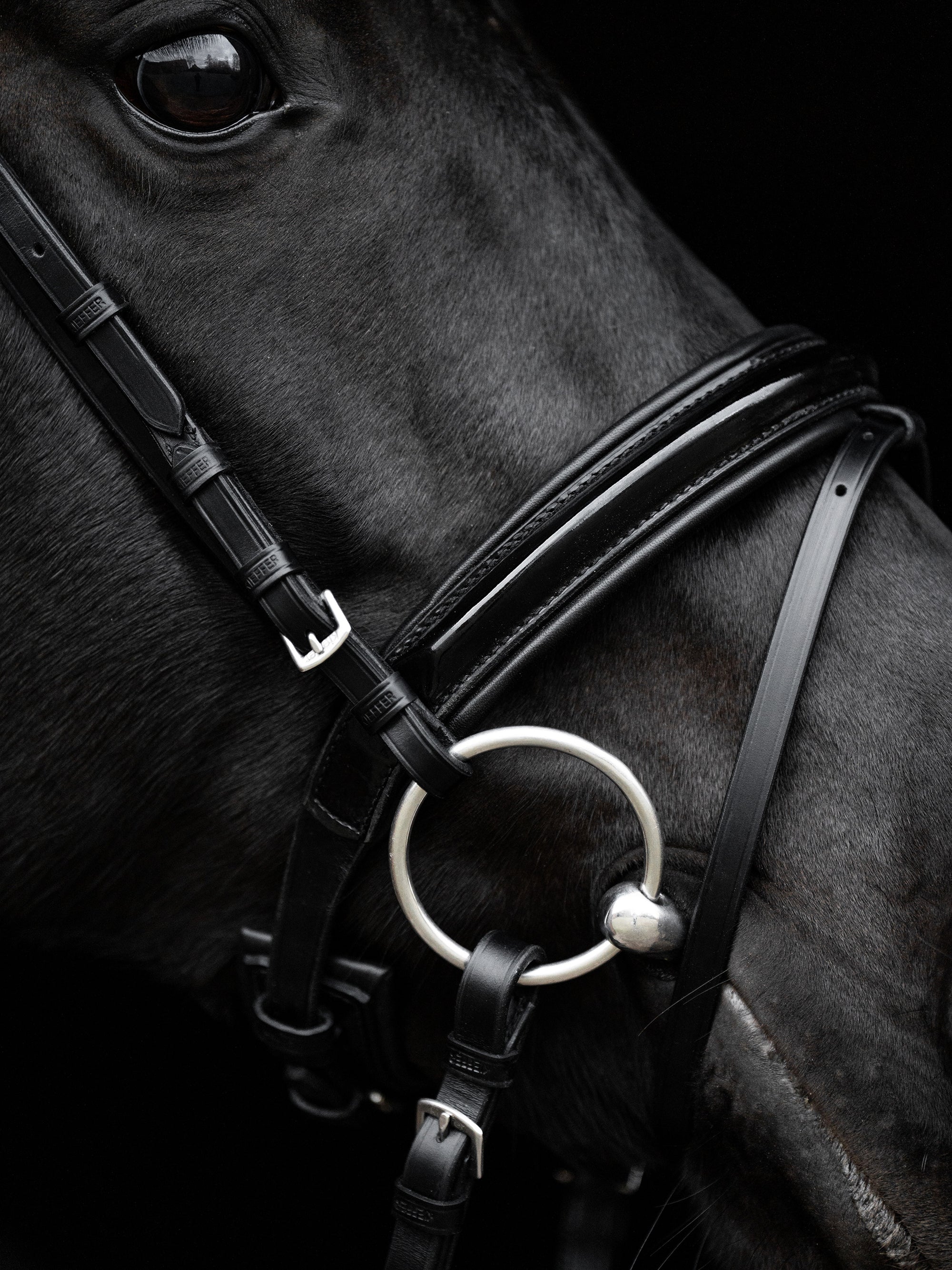 Detailfoto Trense Comfort Paris in Schwarz: Reithalfter mit schwarzem Lack am Pferd