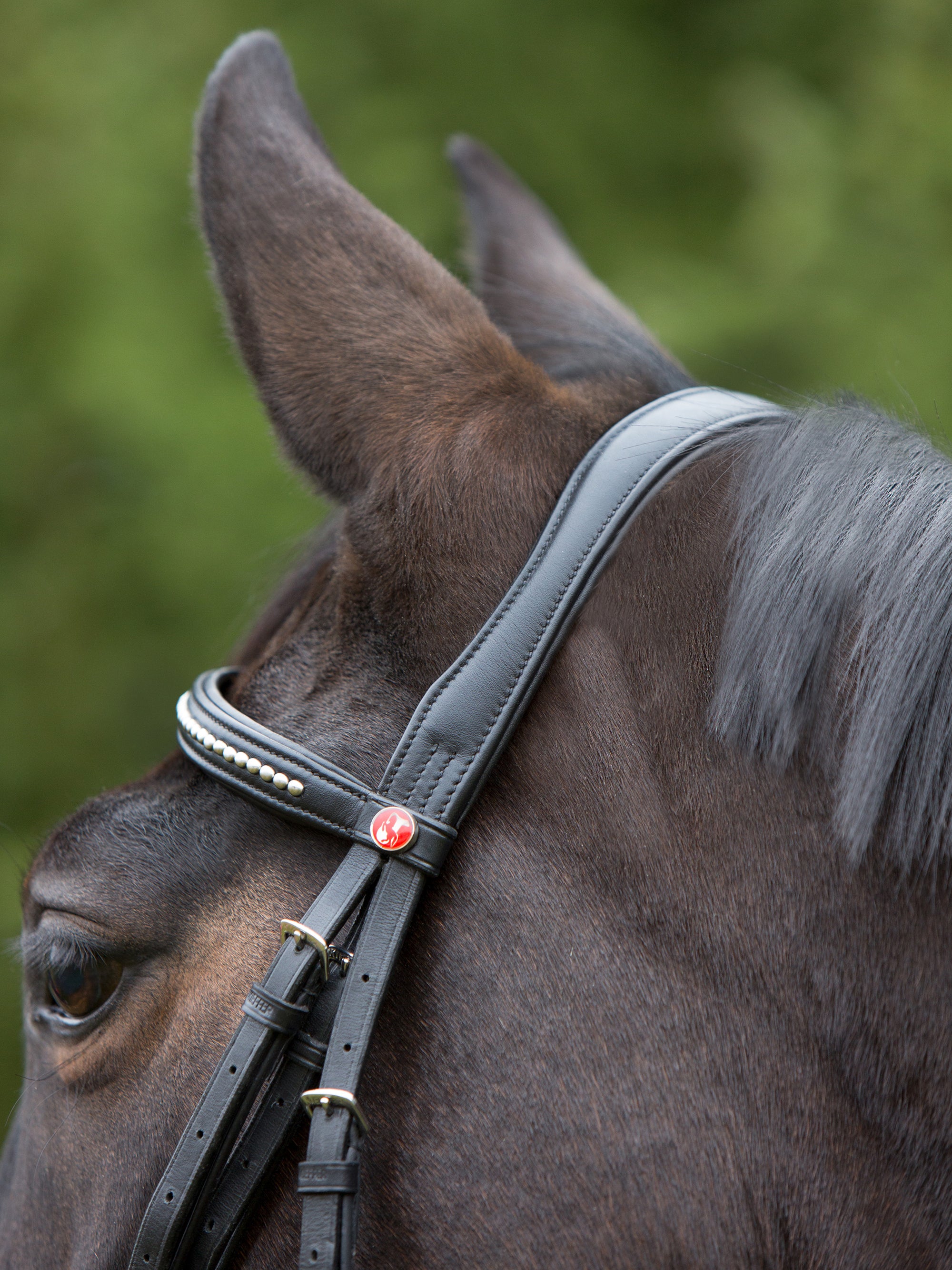 Detailfoto Trense Kieffer Ultrasoft® in Schwarz mit Chrombeschlägen am Pferd: Genickstück und Stirnband mit silberfarbenen Metallperlen