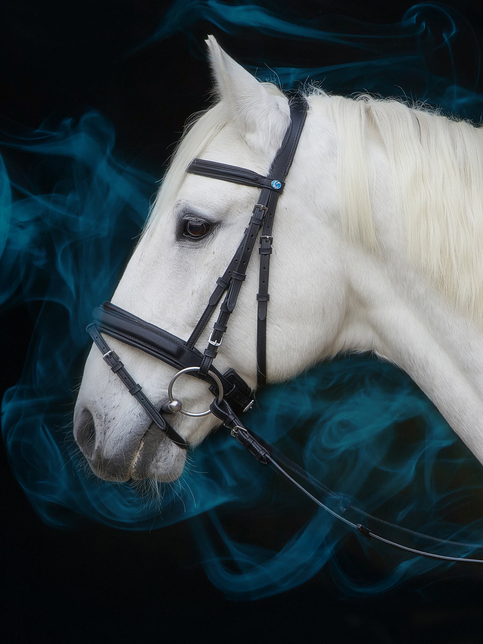 Trense Essentials Lara in Schwarz mit Chrombeschlägen und bombiertem Stirnband am Pferd