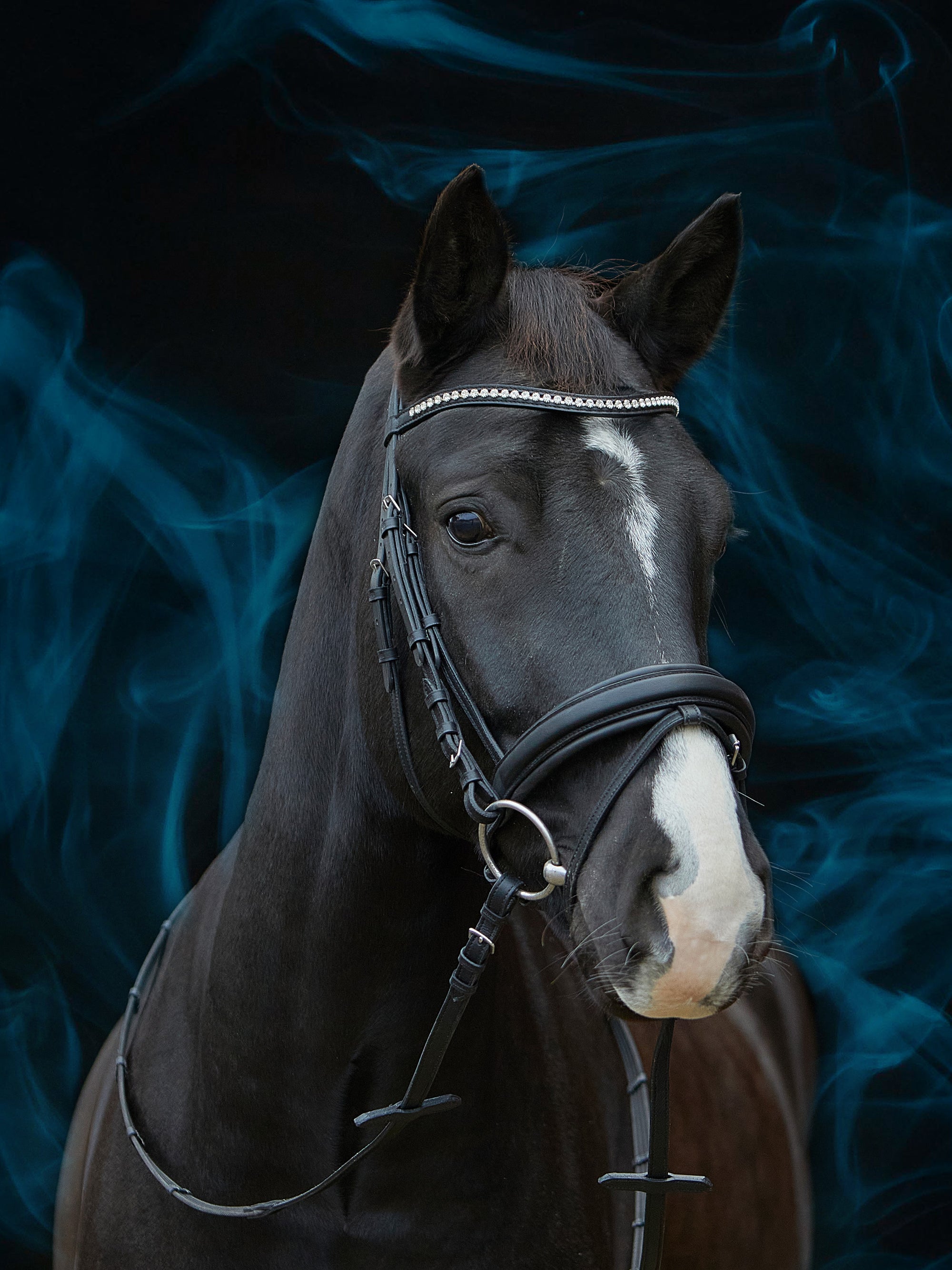 Trense Essentials Lara in Schwarz mit Chrombeschlägen und geschwungenem Kristall-Stirnband am Pferd