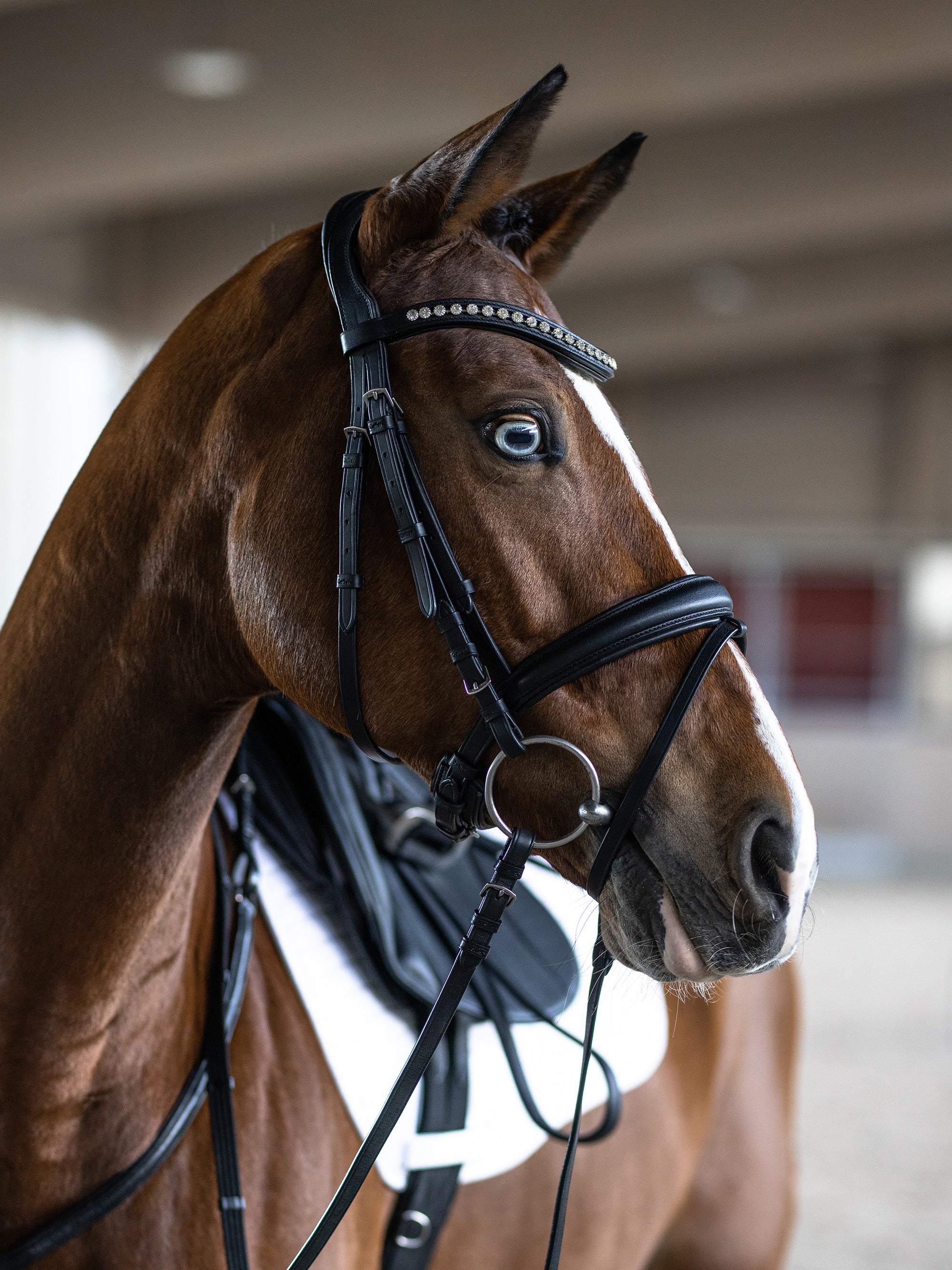 Trense Essentials Xia in Schwarz mit Chrombeschlägen am Pferd