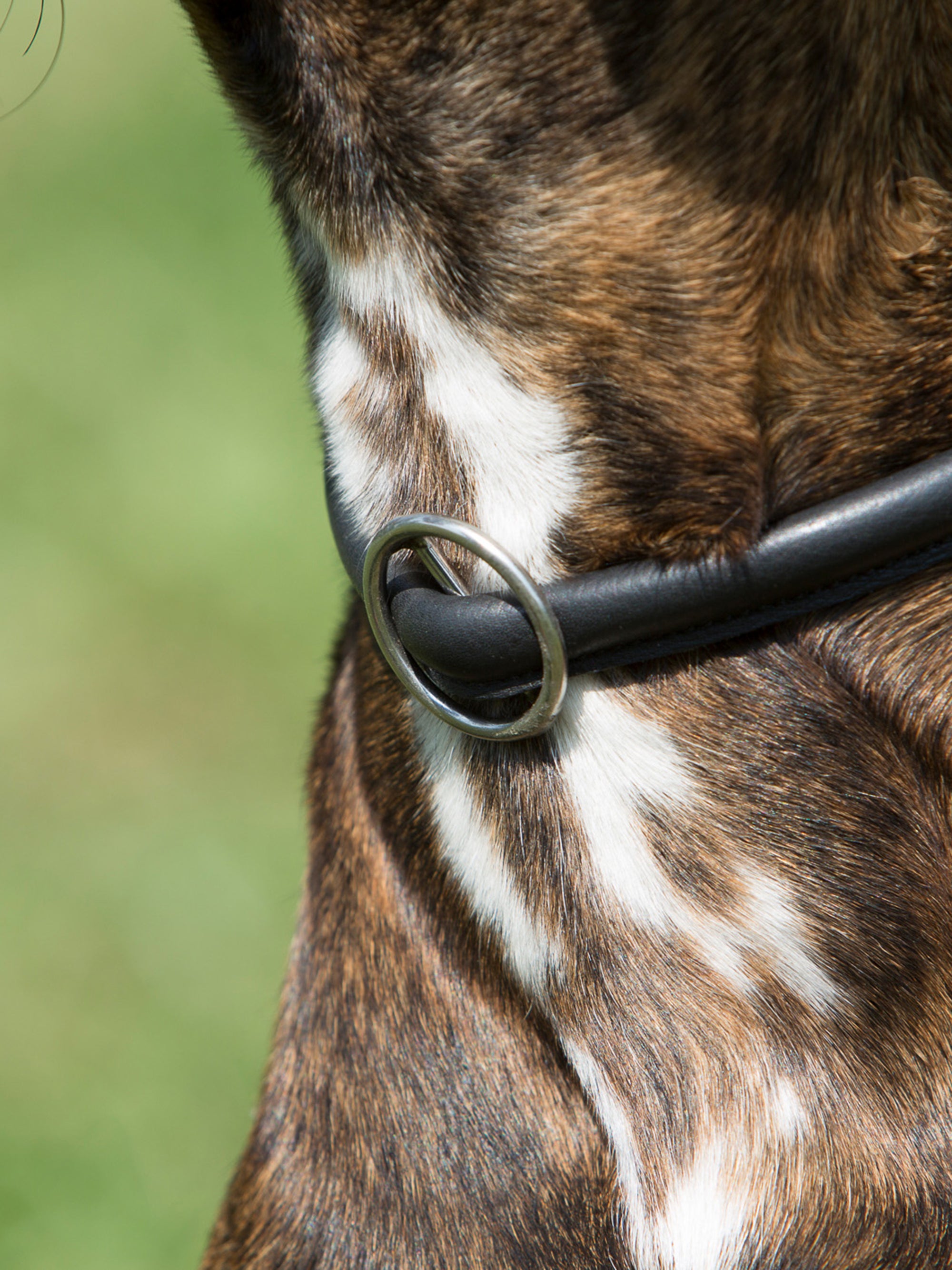 Ausbildungshalsband Kieffer Ultrasoft®