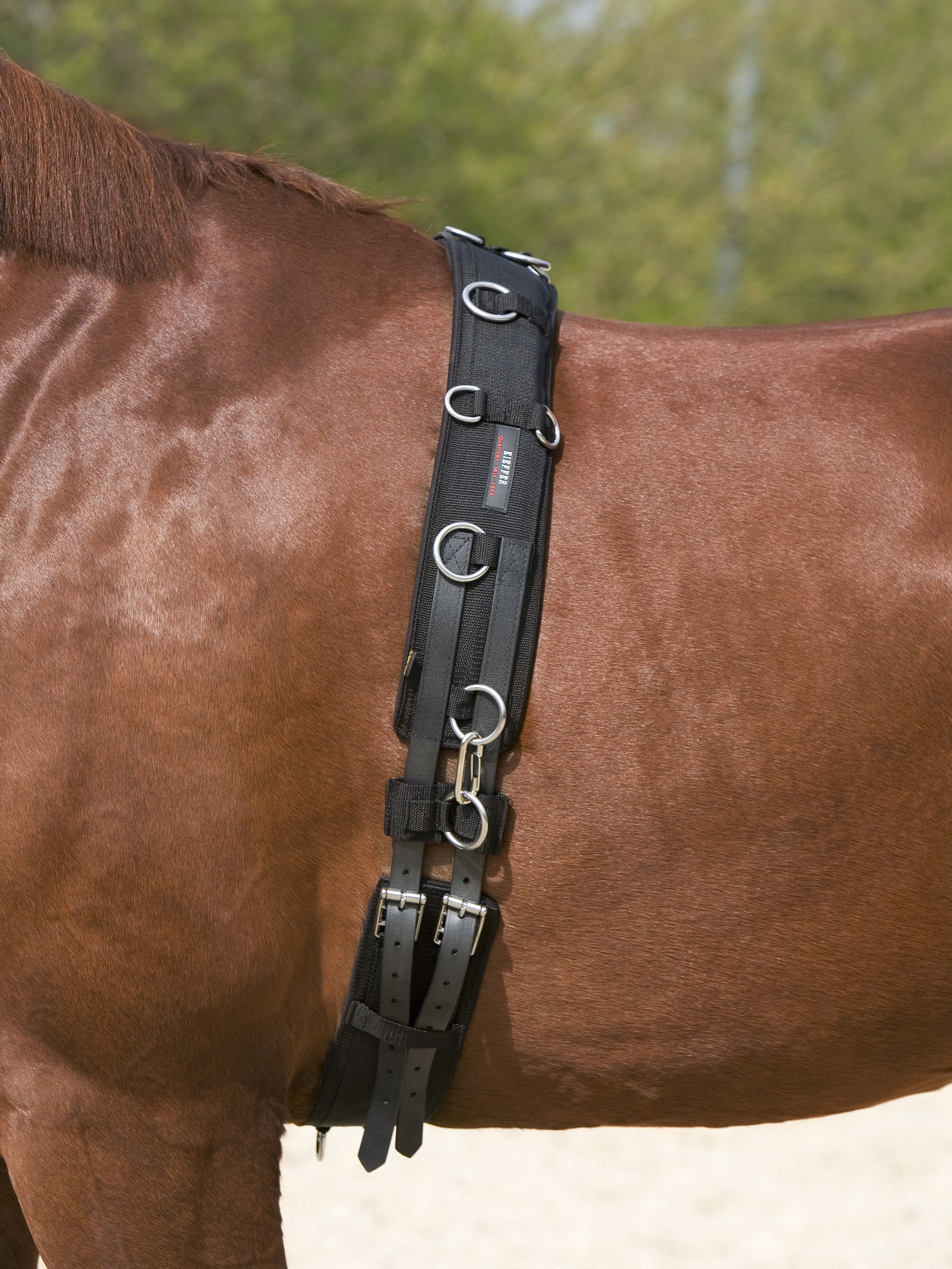 Nylon-Longiergurt in Schwarz mit Chrombeschlägen am Pferd